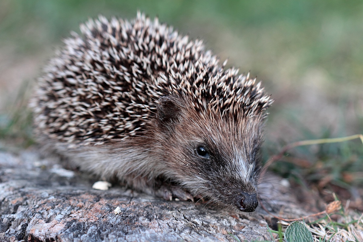 Young hedgehog