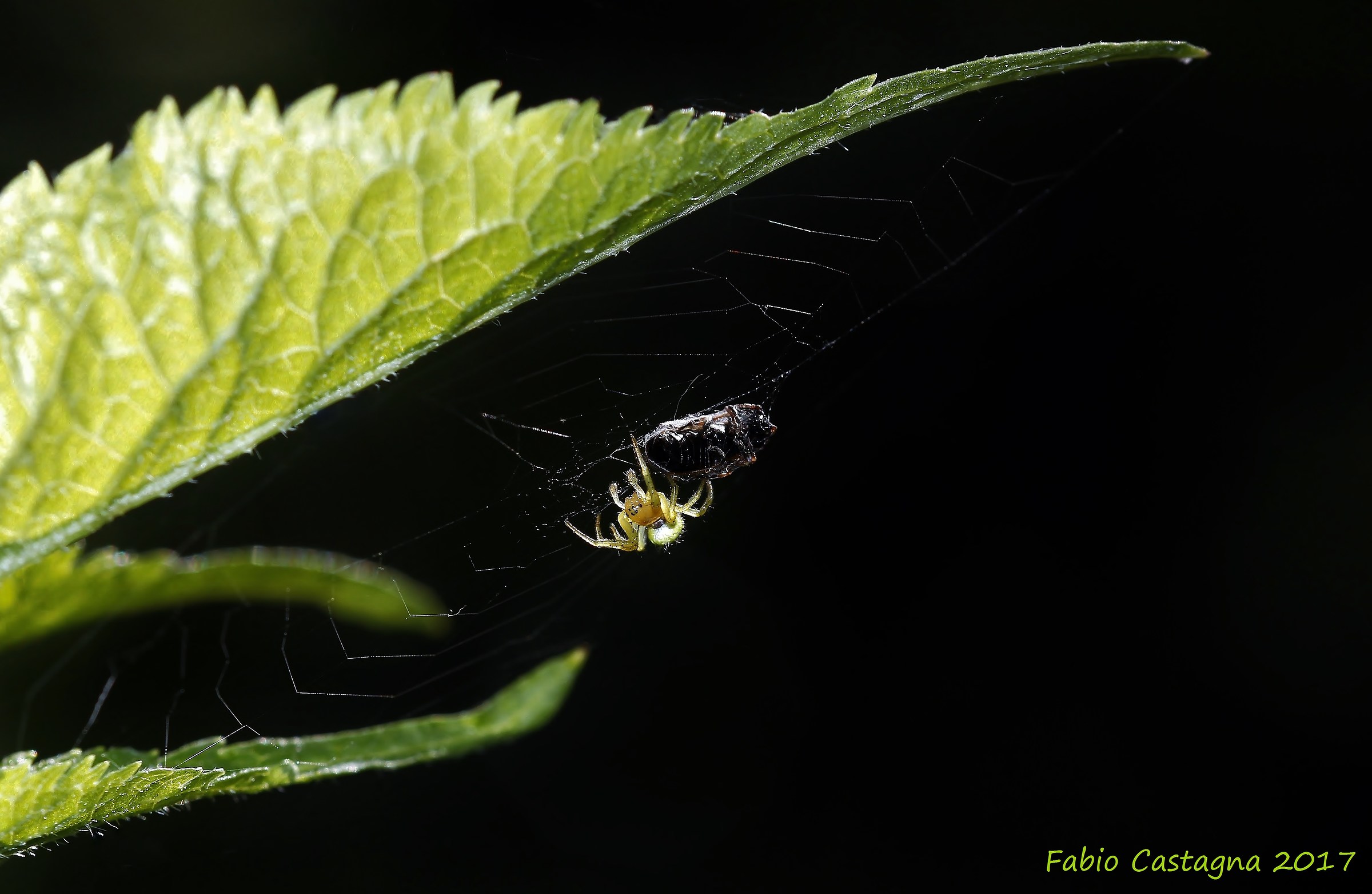 Il ragno e la sua preda