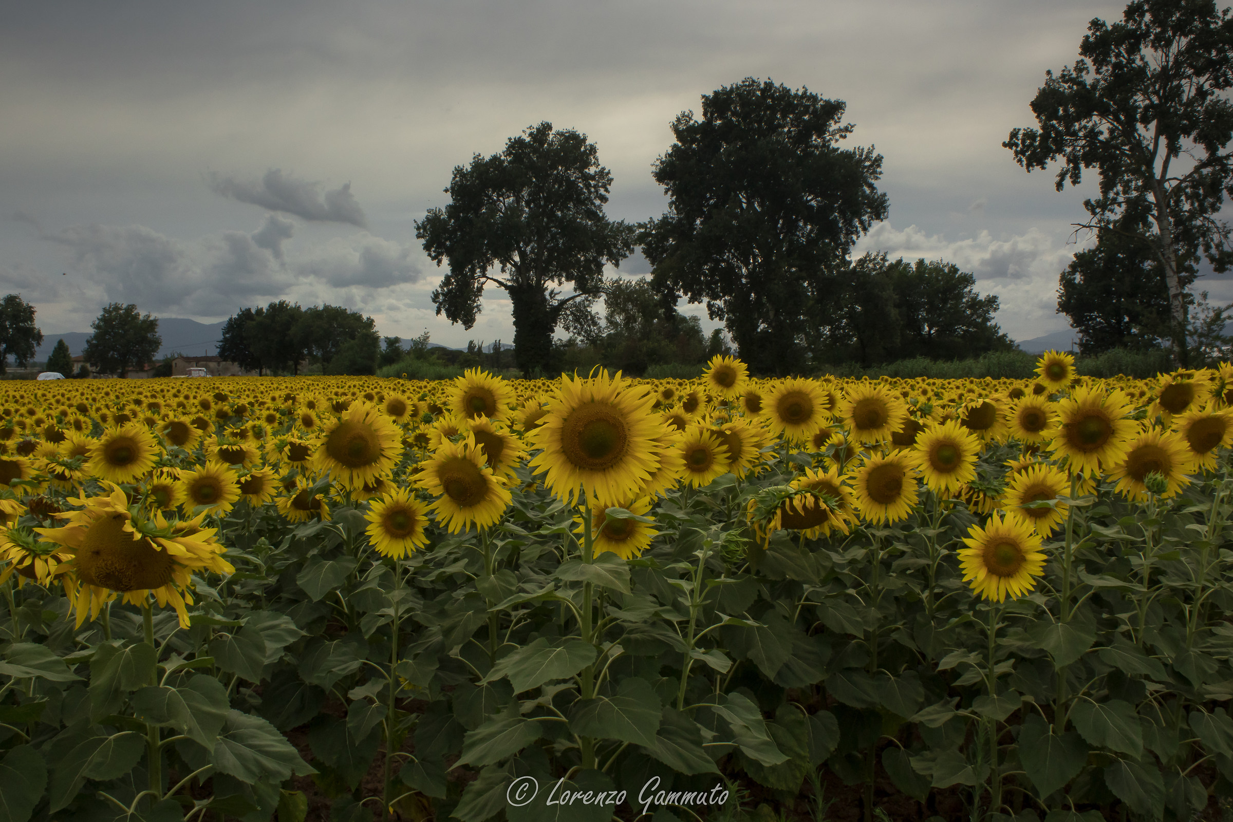 Sunflowers