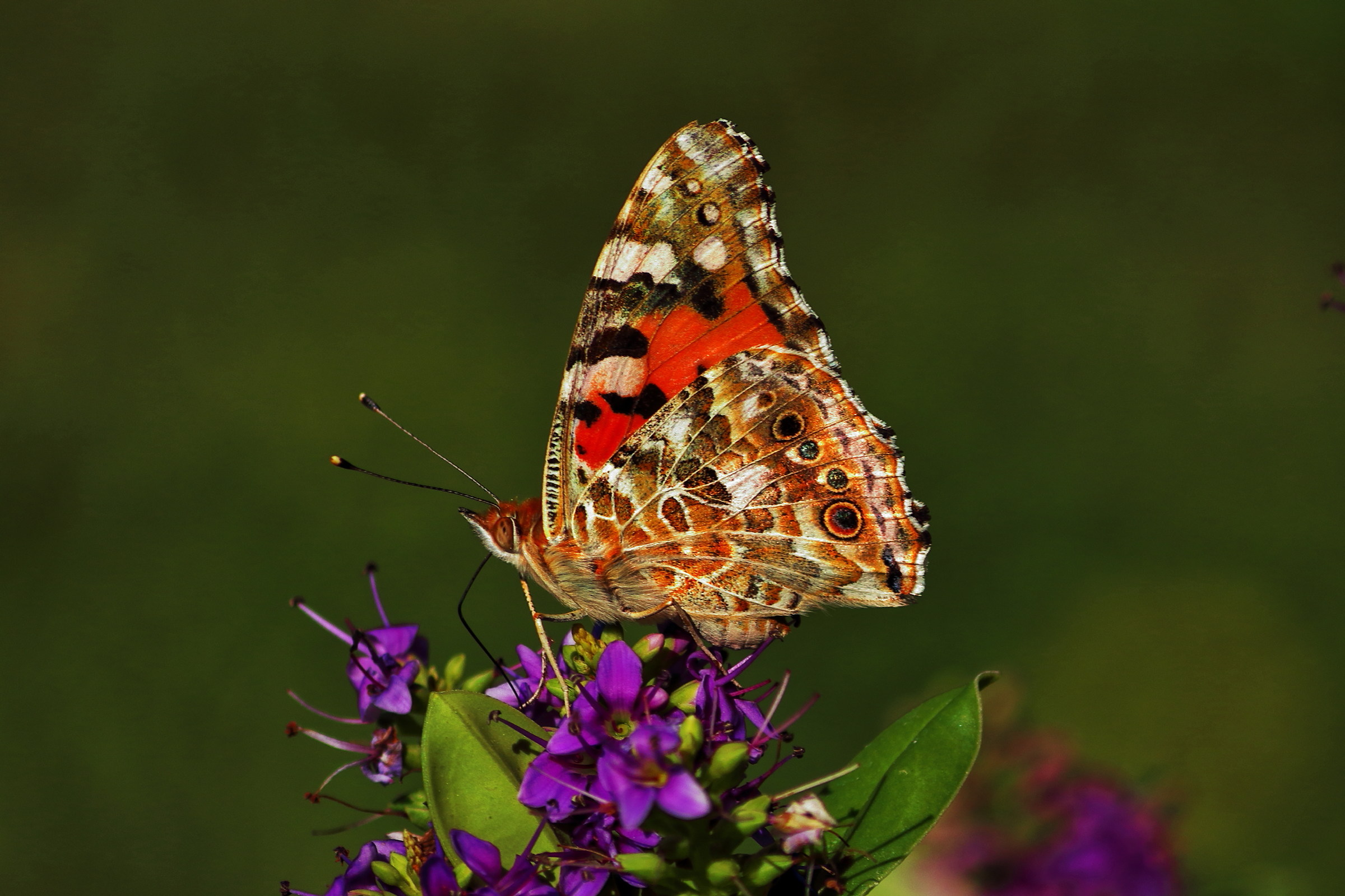 Vanessa cardui