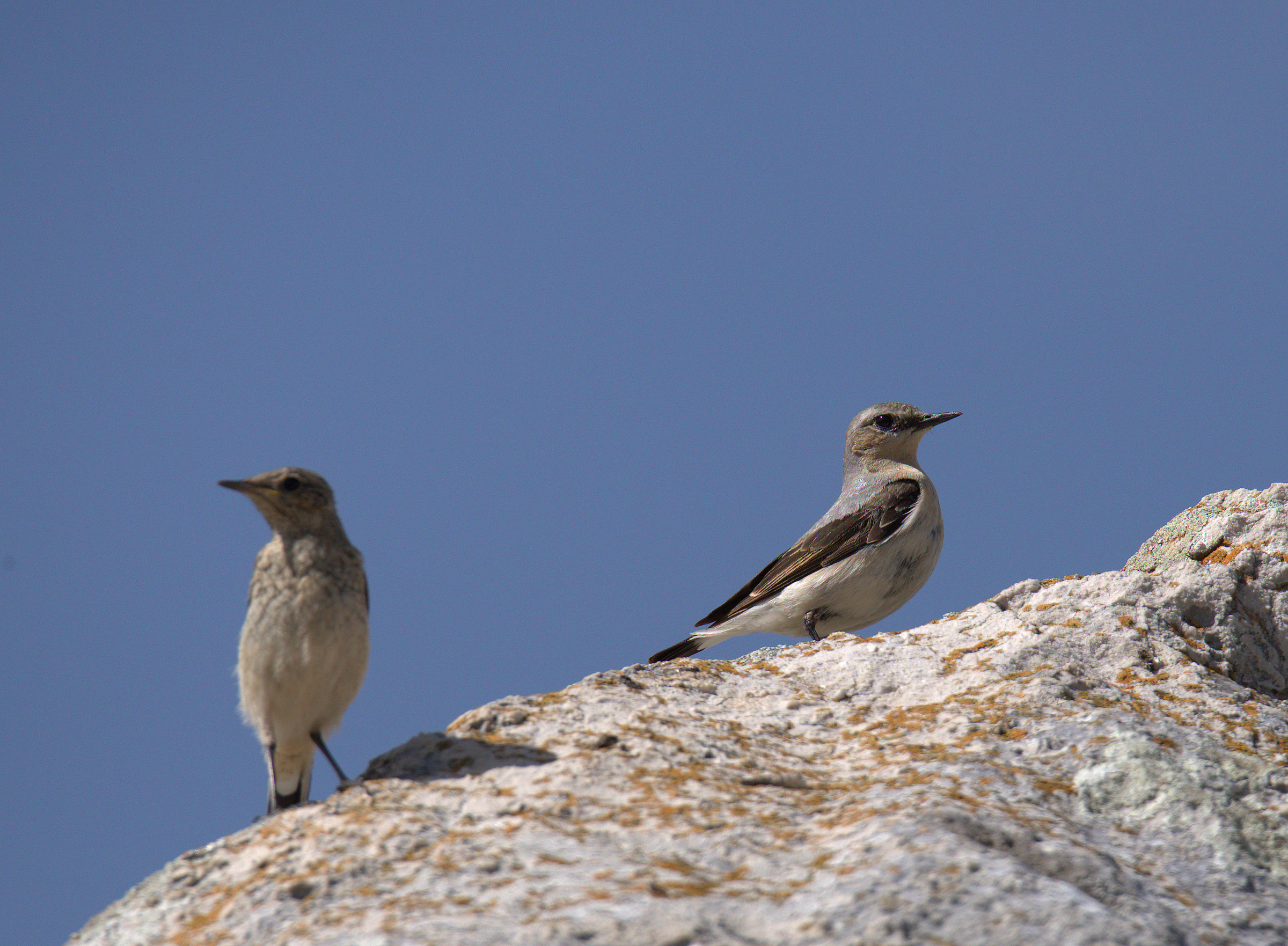 Wheatears