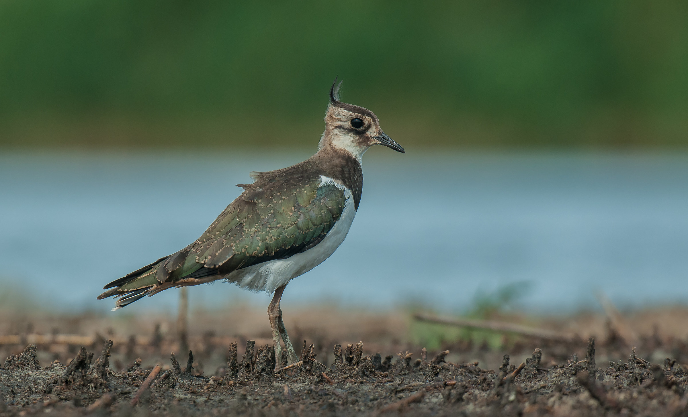 lapwing