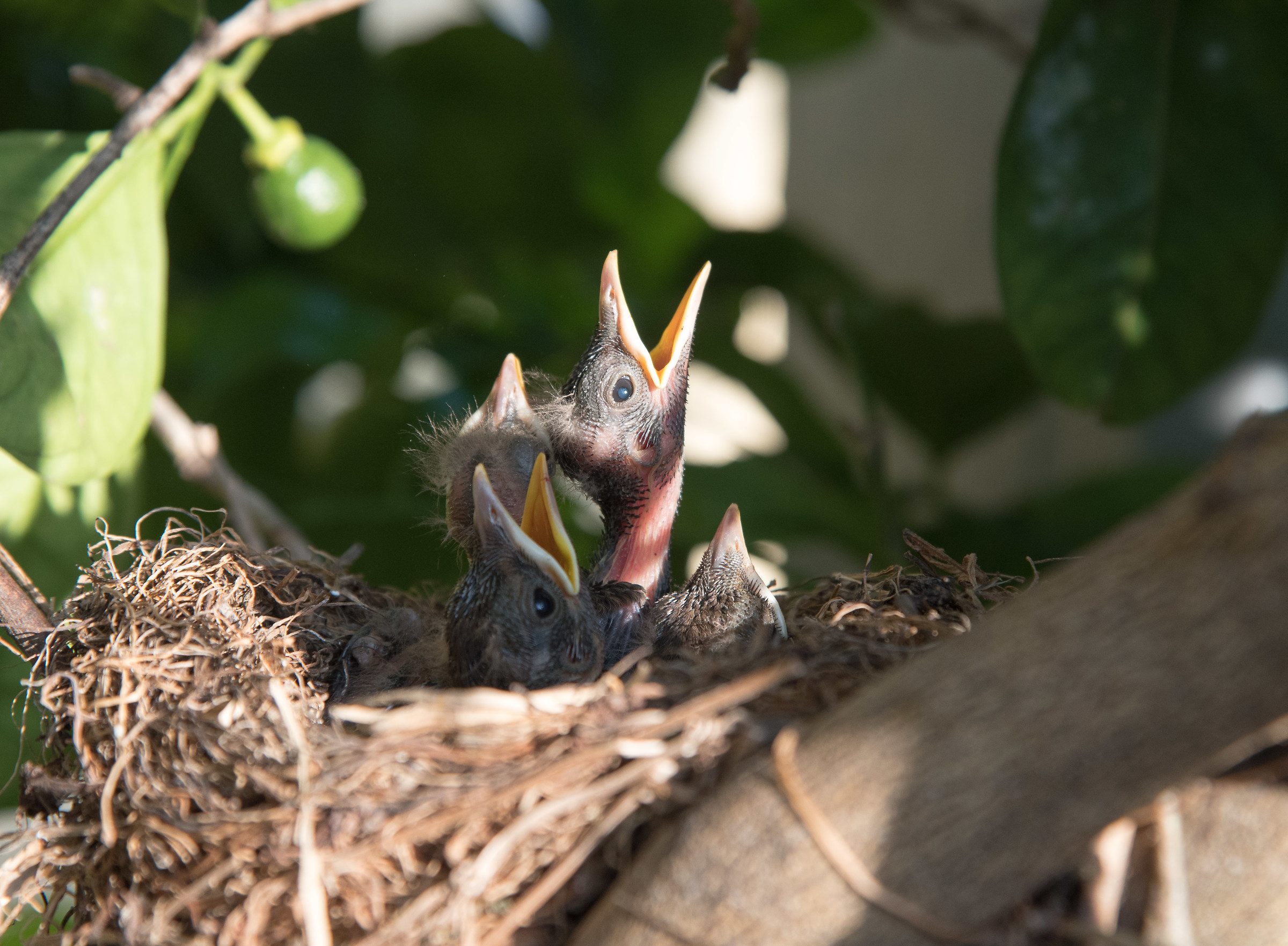 piccoli merli in cortile