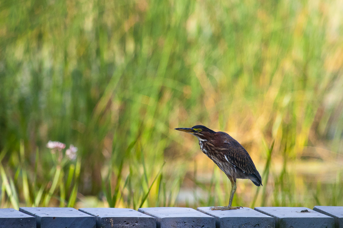 Green Heron - Butorides virescens (Airone verde)