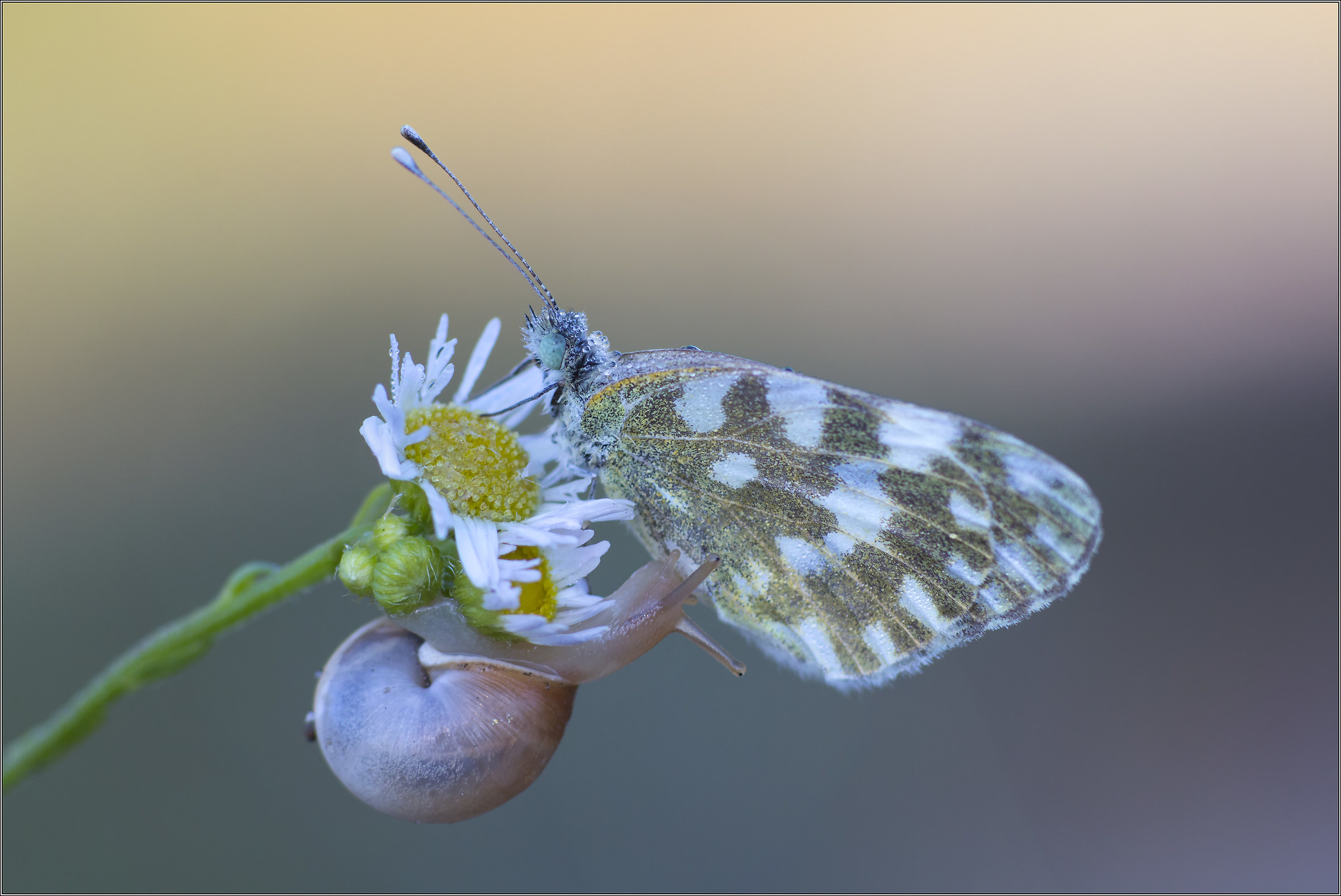 pontia edusa con lumachina