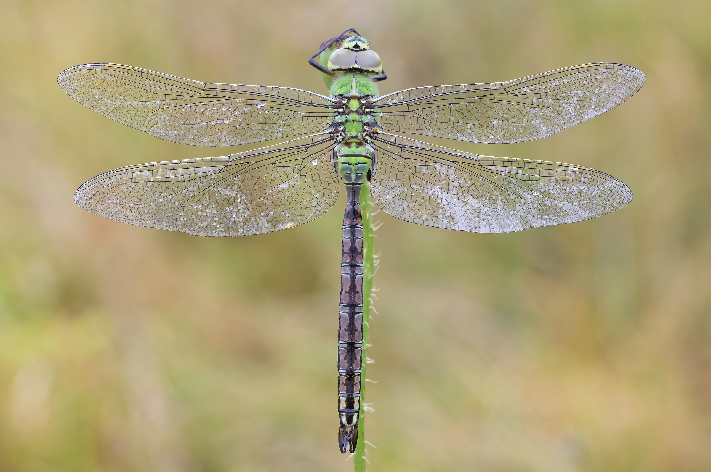 Anax imperator