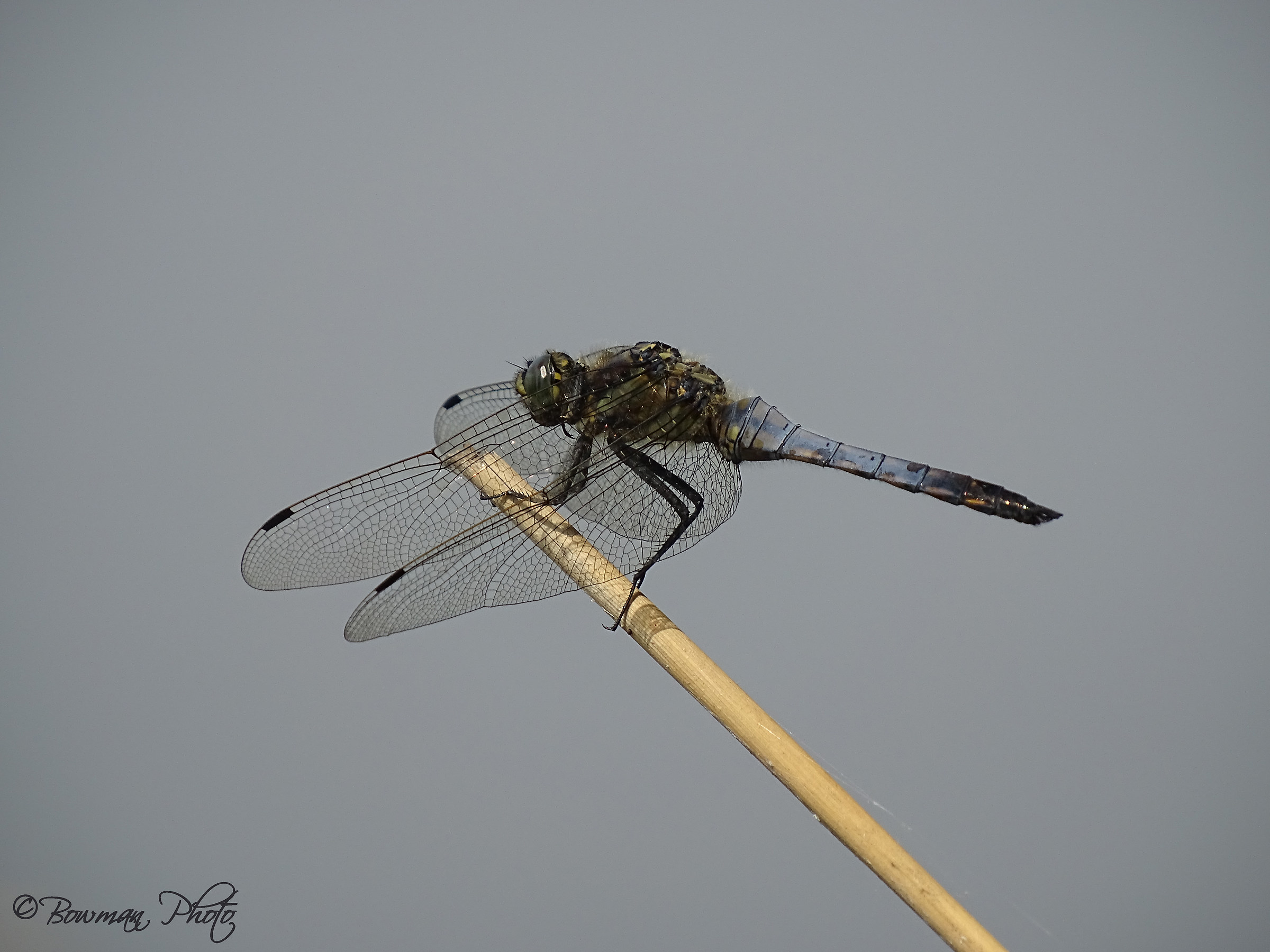 Dragonfly