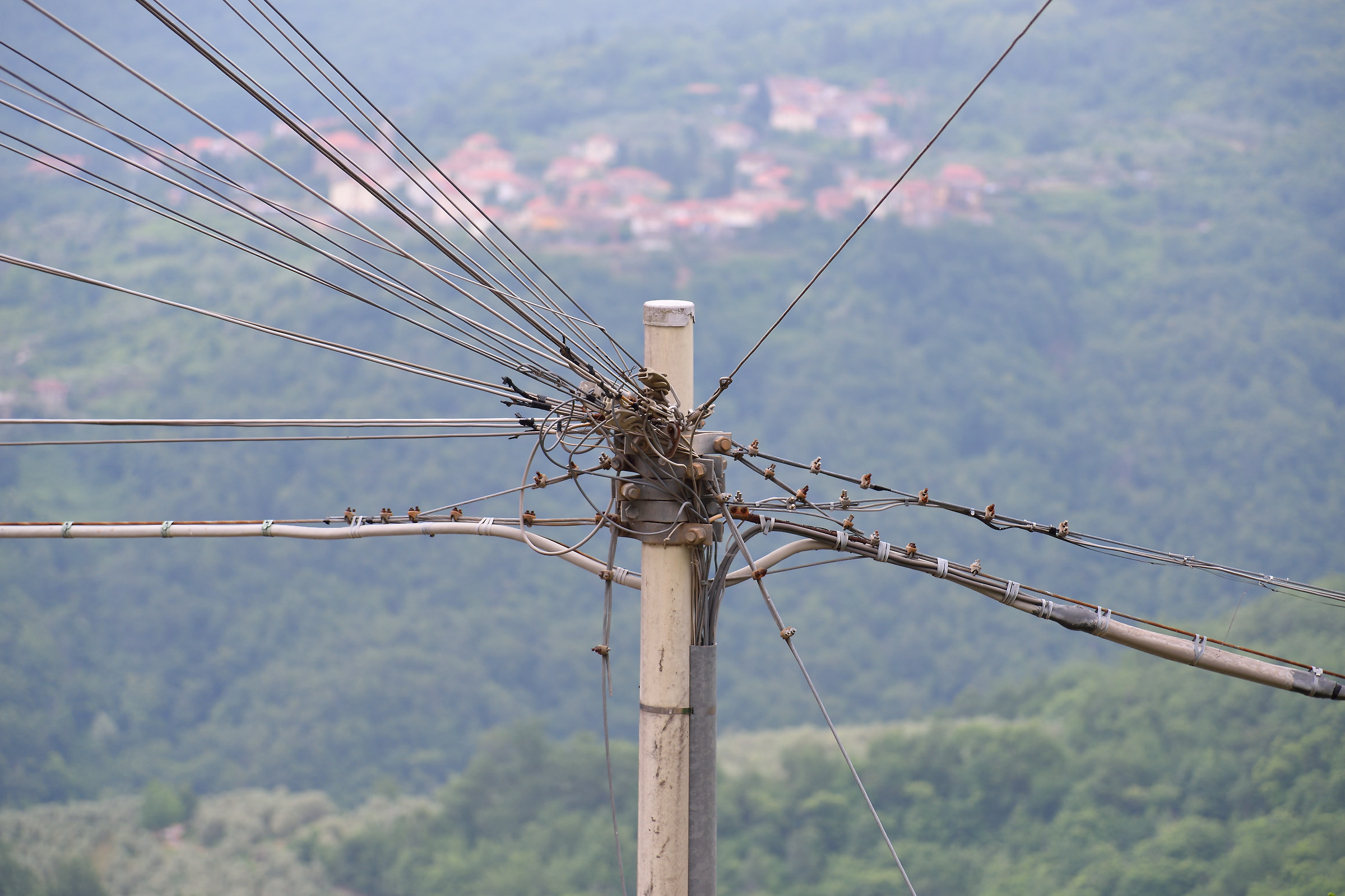 "Spontaneous" vegetation