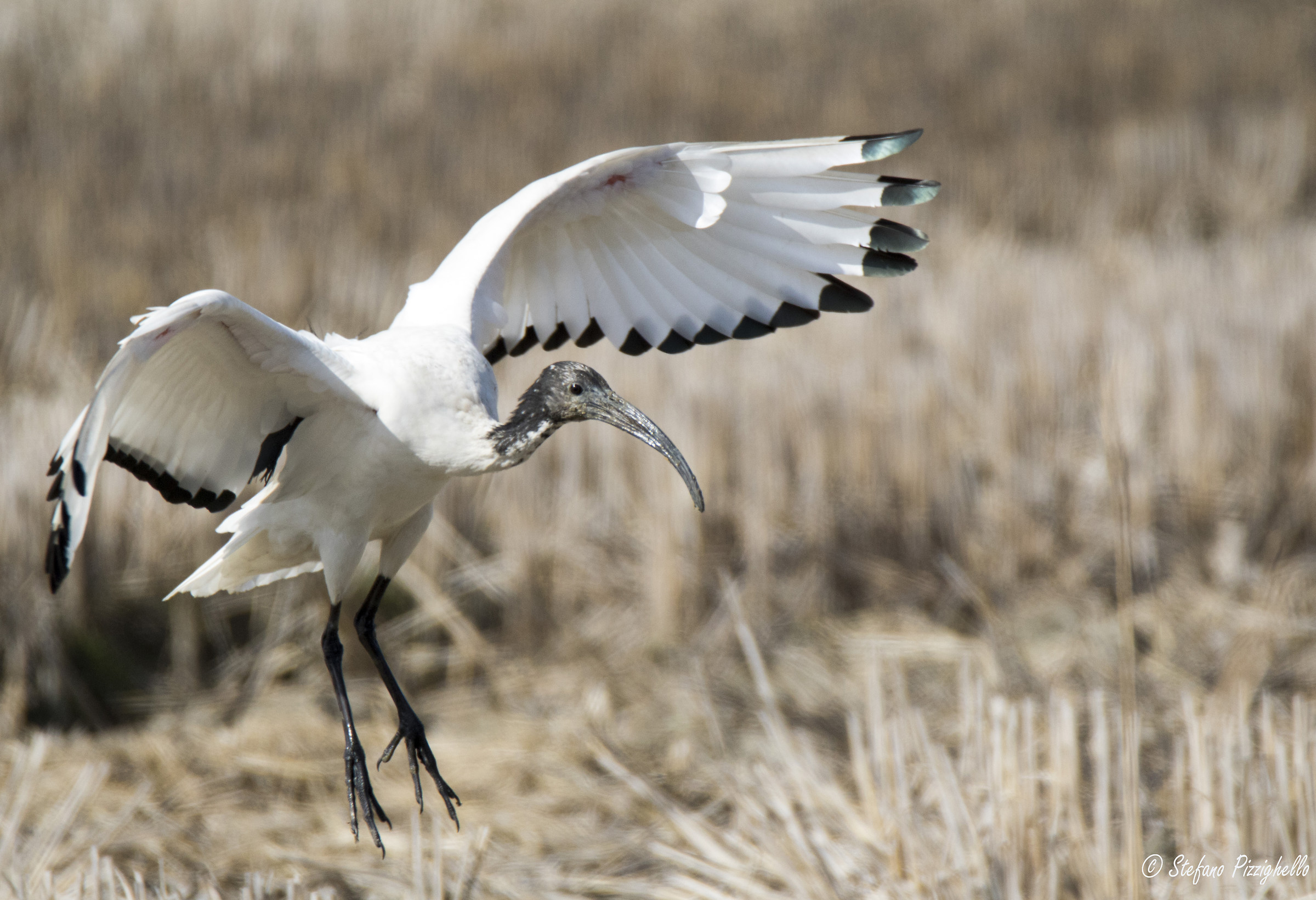The landing ... Ibis Sacro