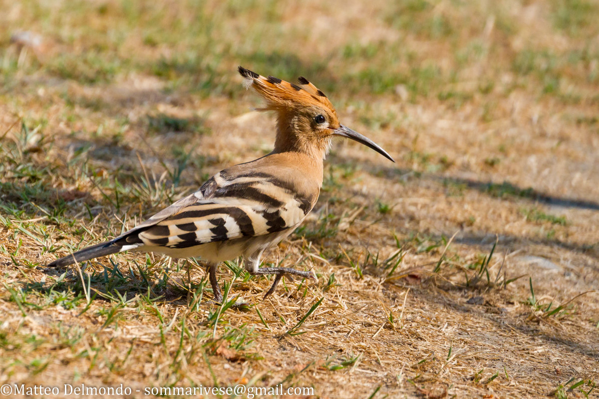 Hoopoe