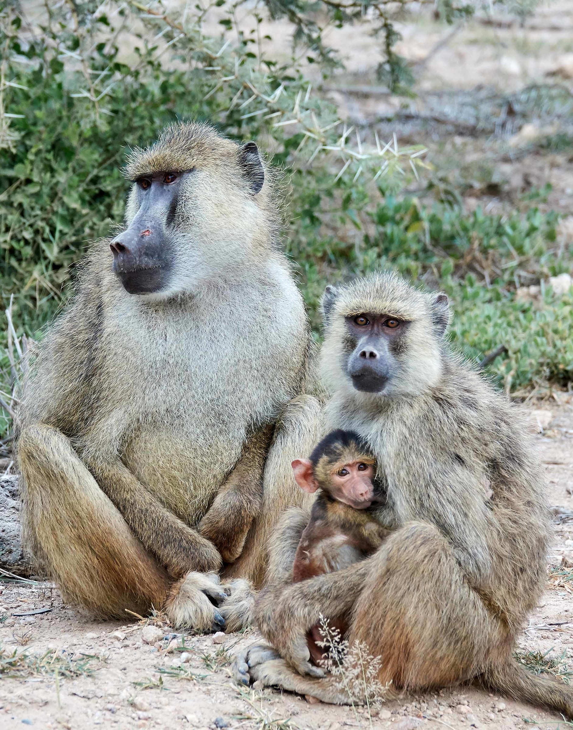 Amboseli - June 2017