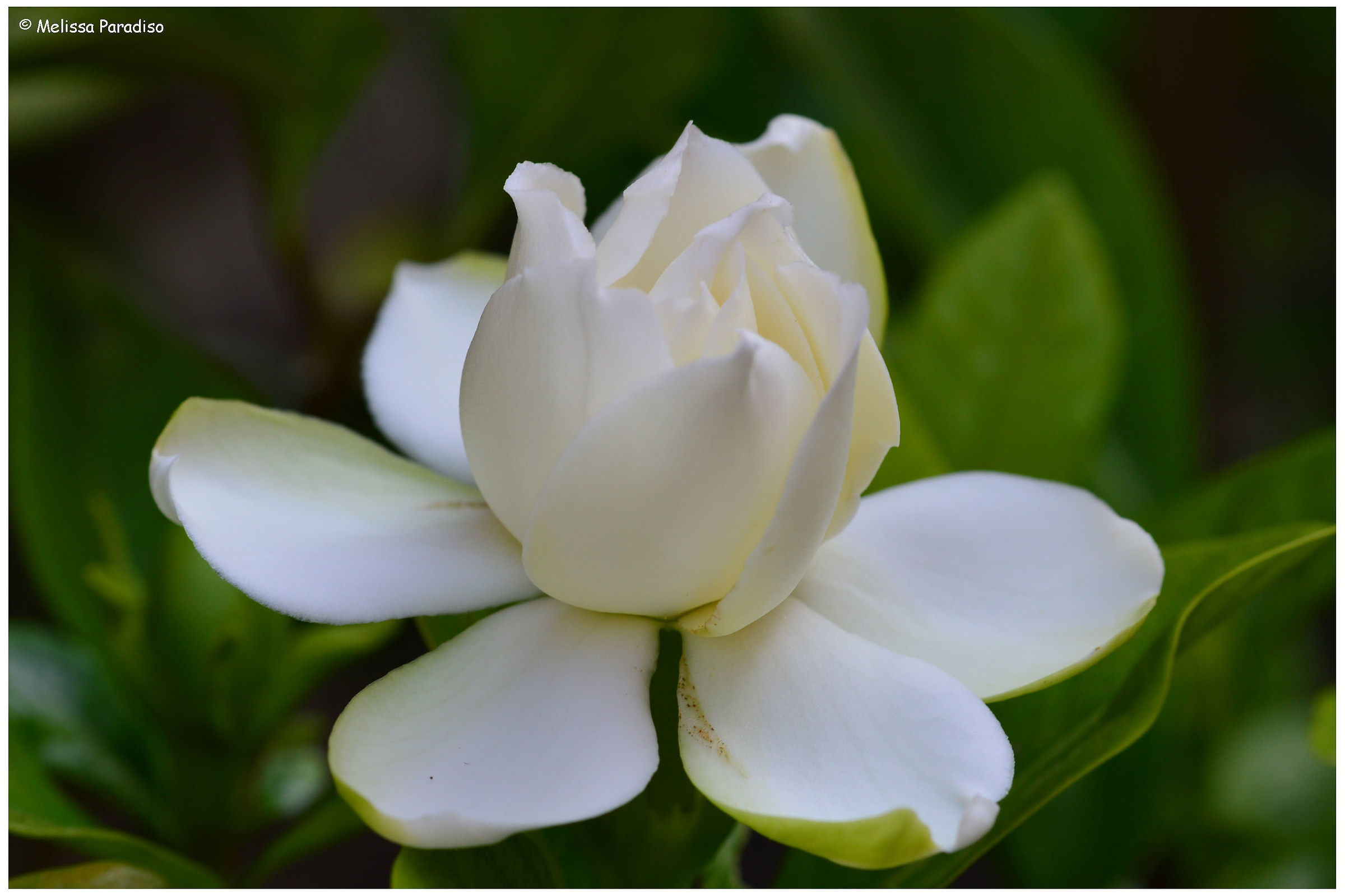 Gardenia