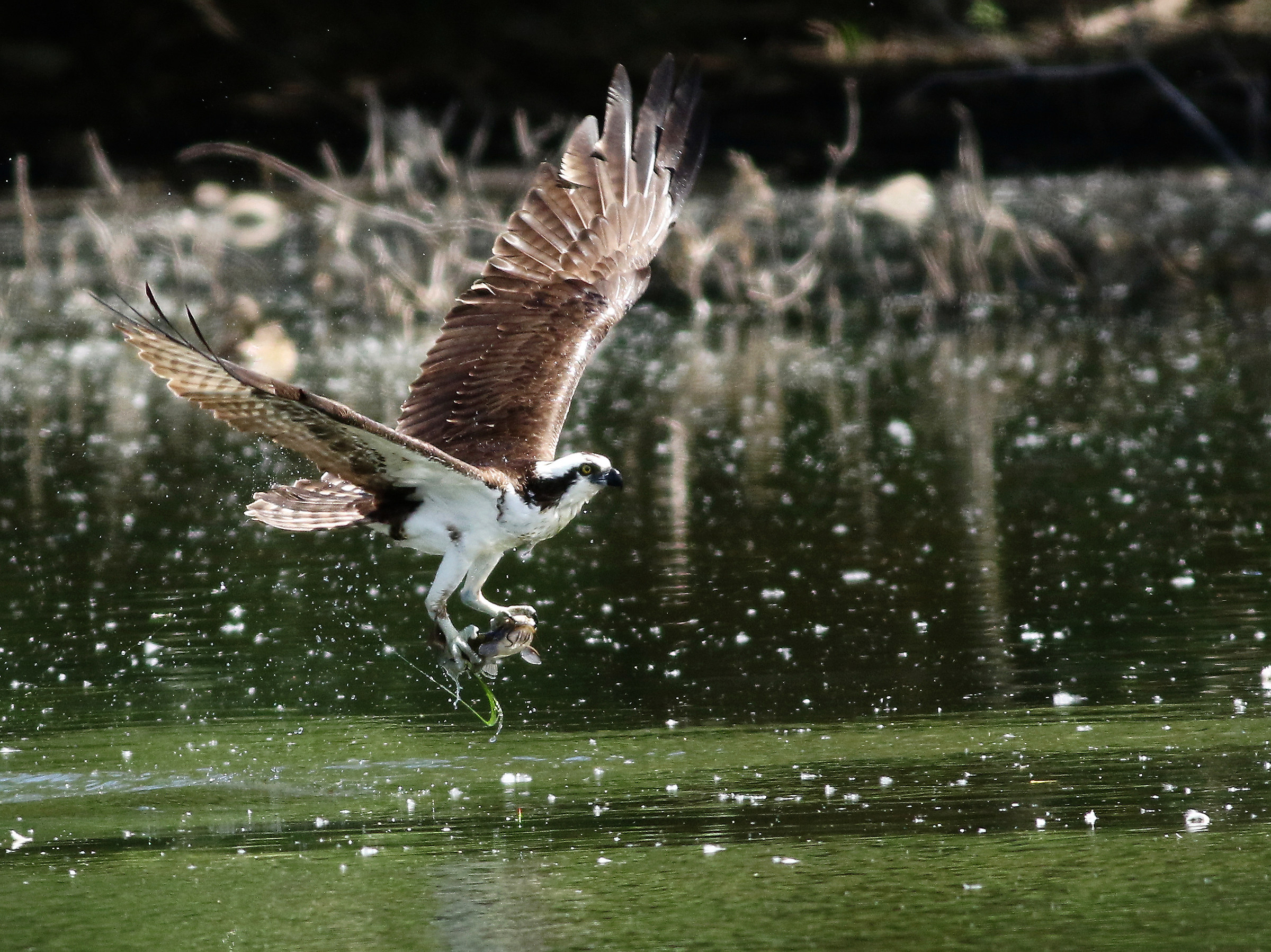 Blizzard in legno di cotone