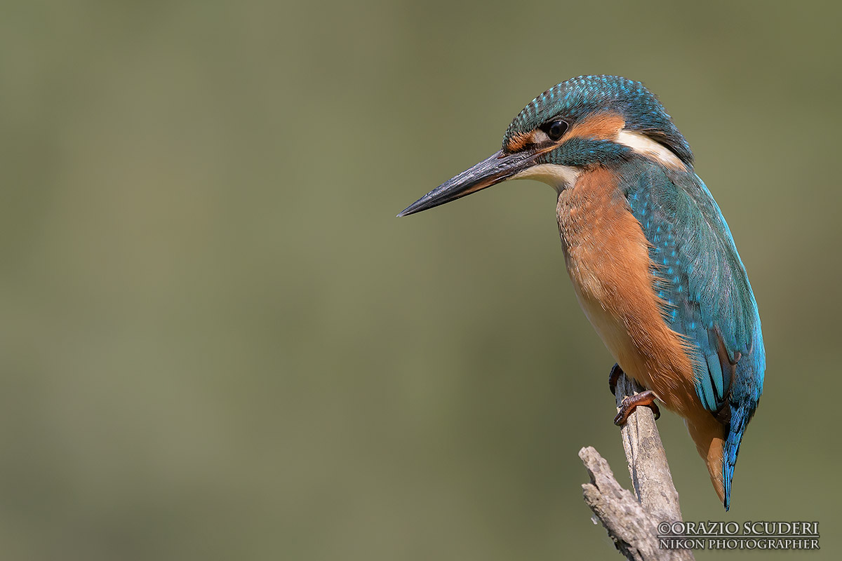 Alcedo atthis