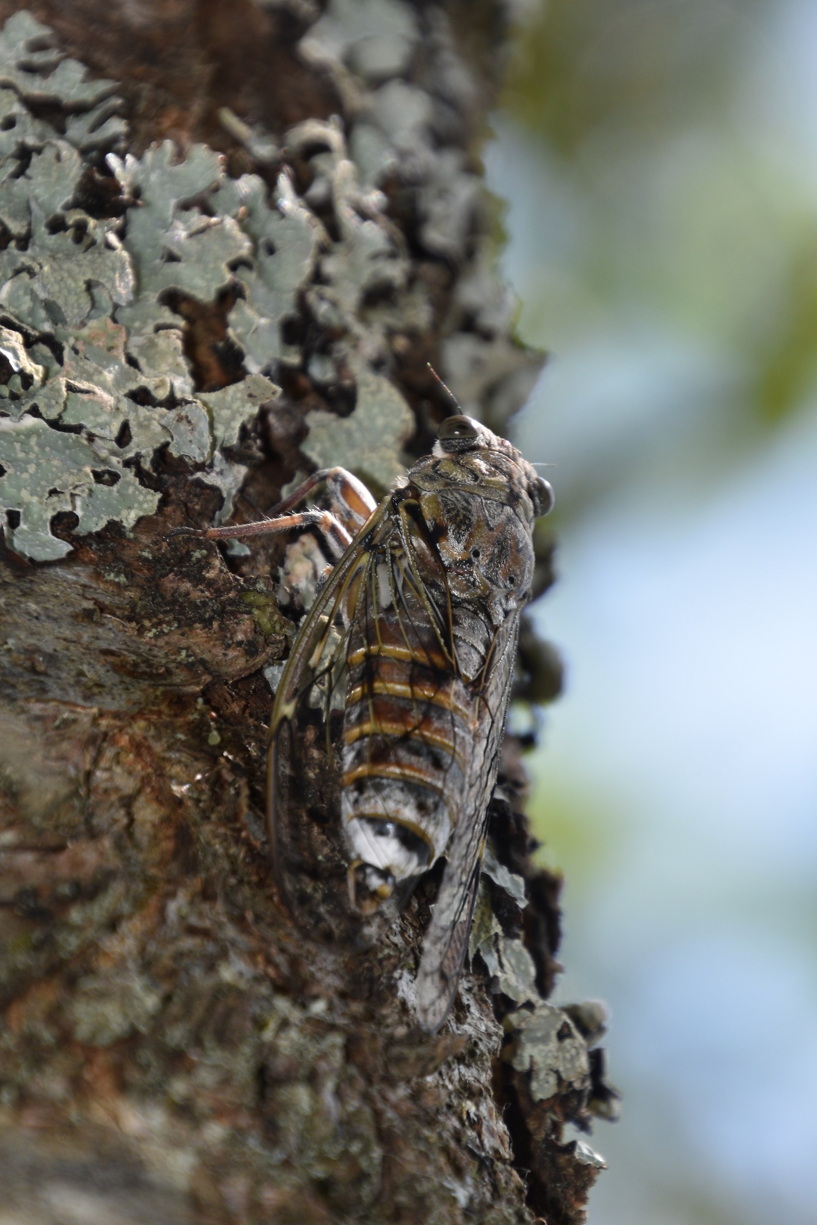 Cicada