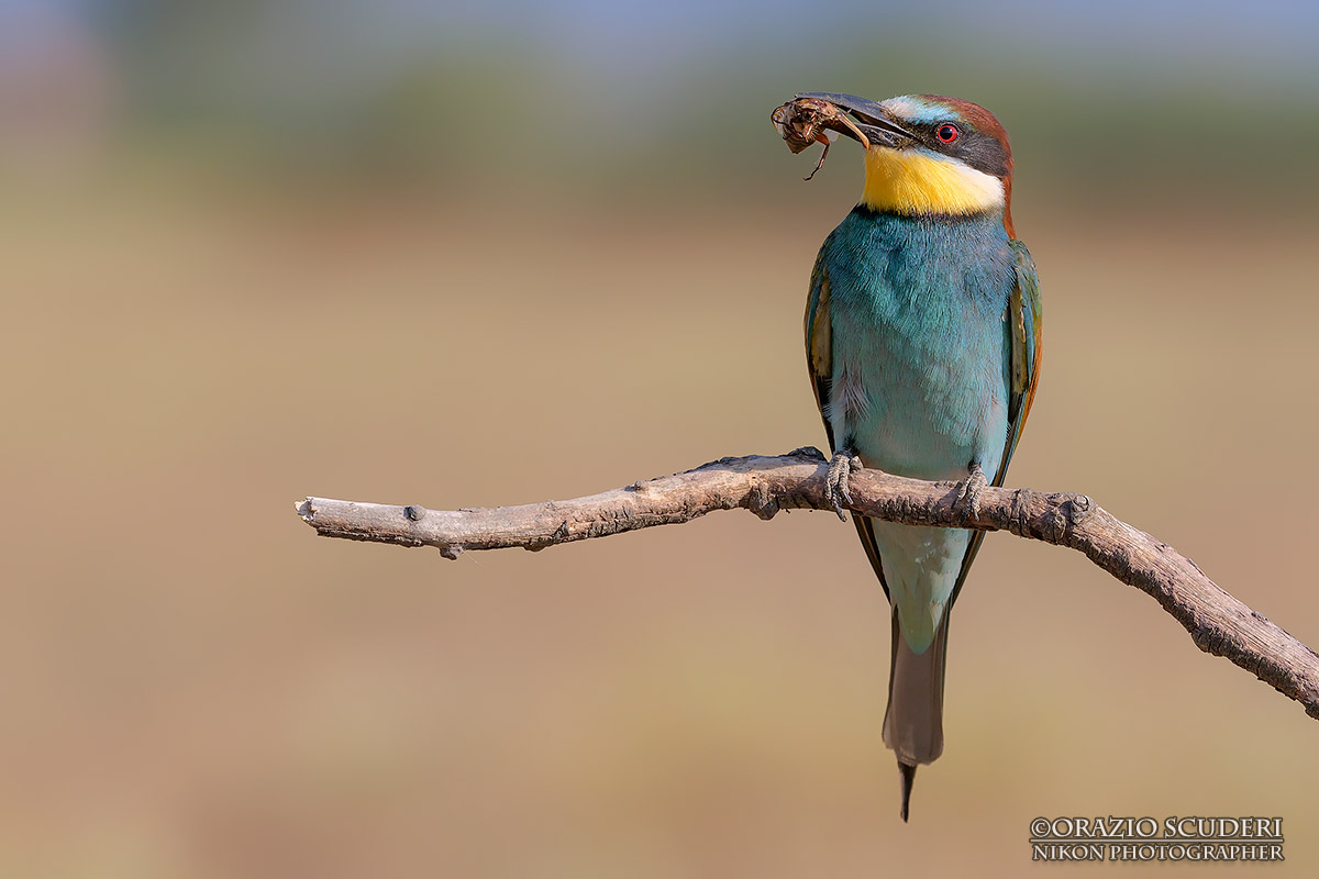 Merops apiaster