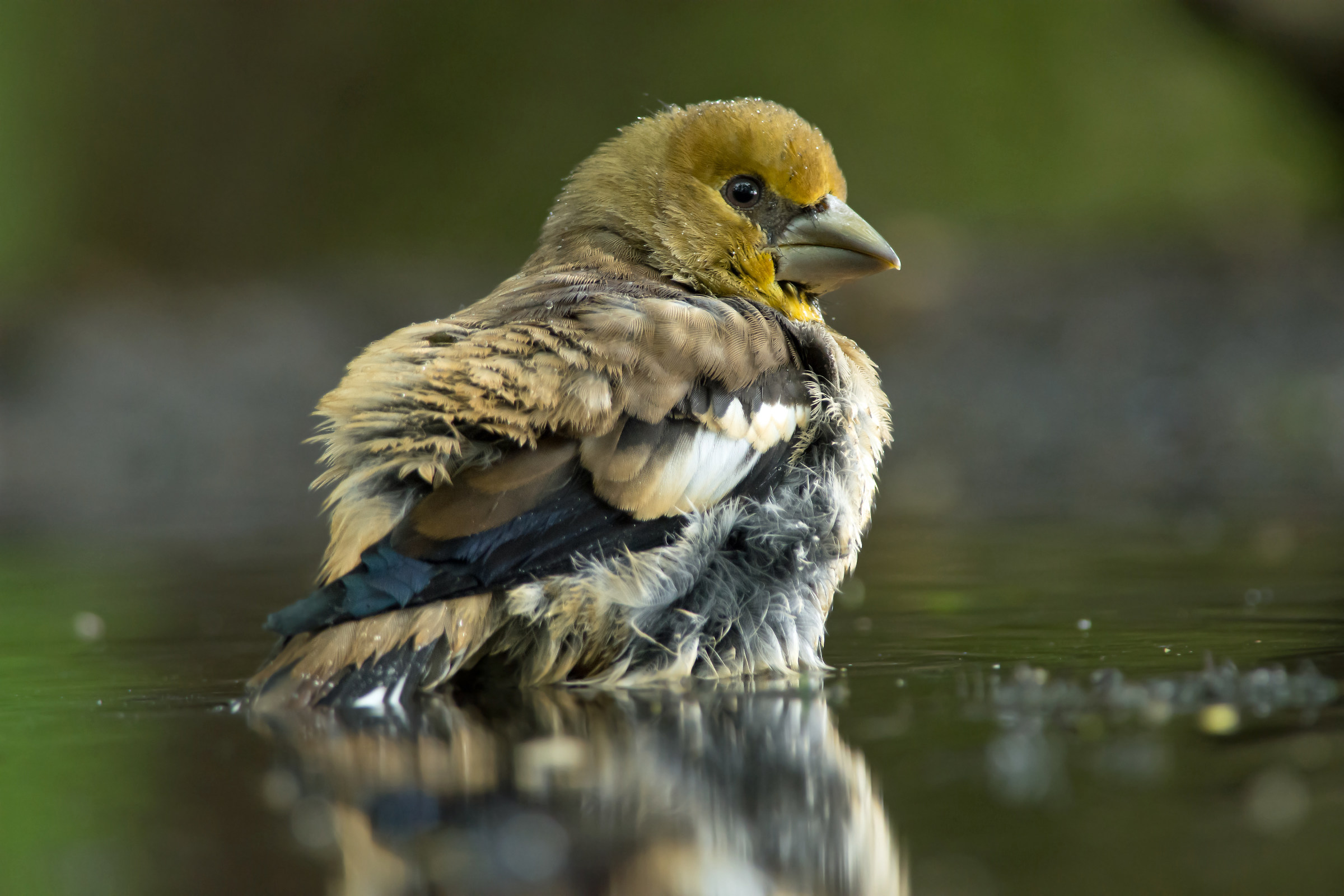Bathing hawfinch