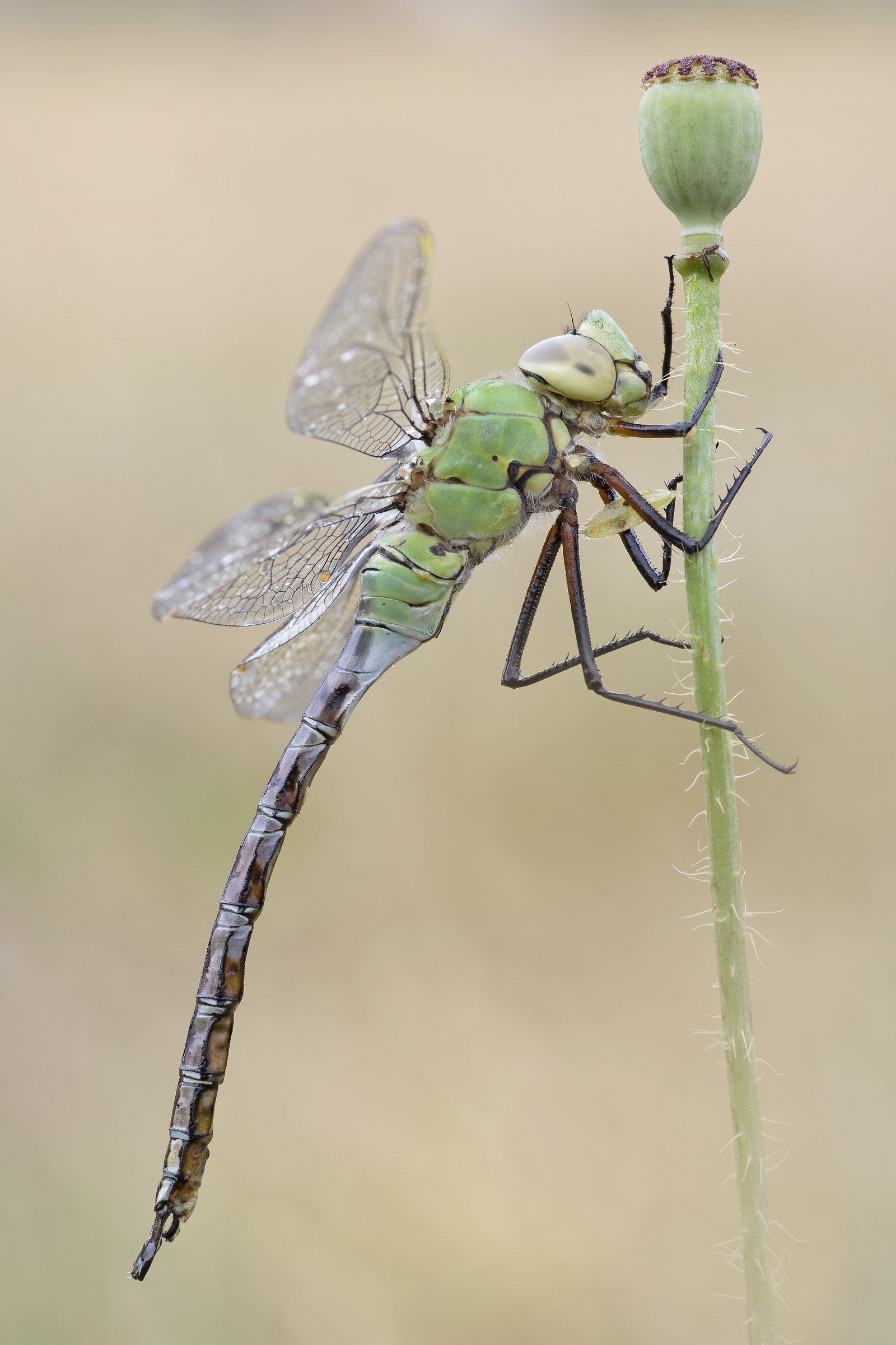 Anax female emperator
