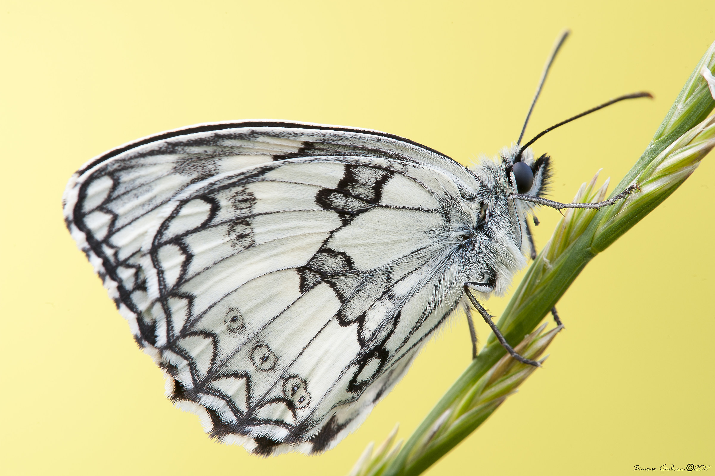 Melanargia galathea