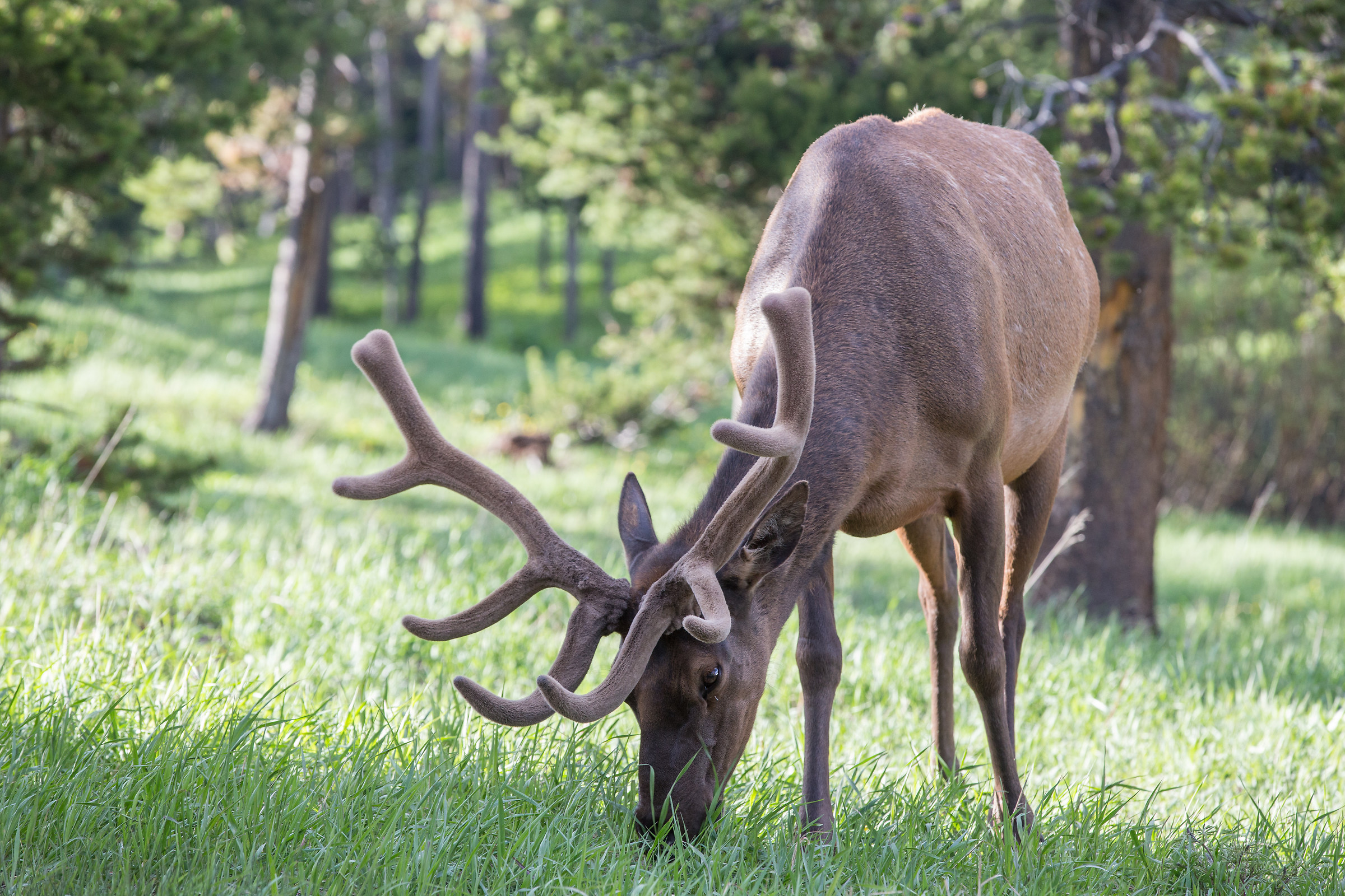 Elk, Yellowstone, Utah