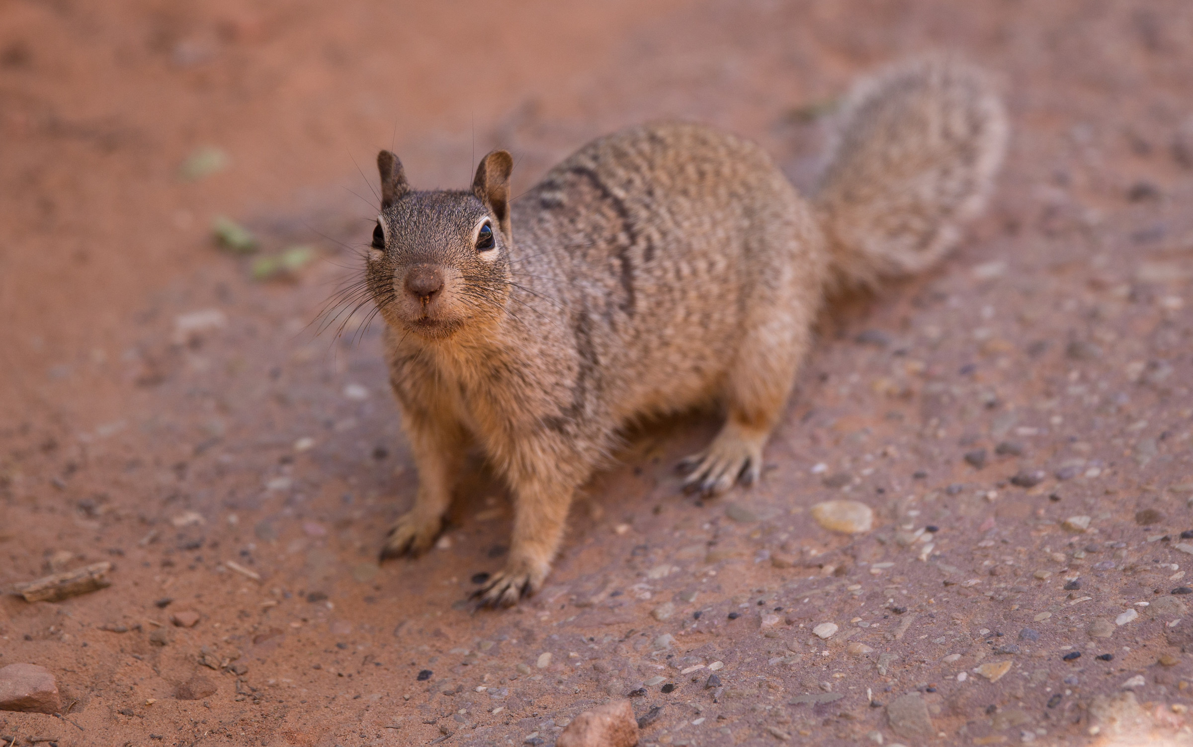 Squirrel, Zion National Park, Utah, USA