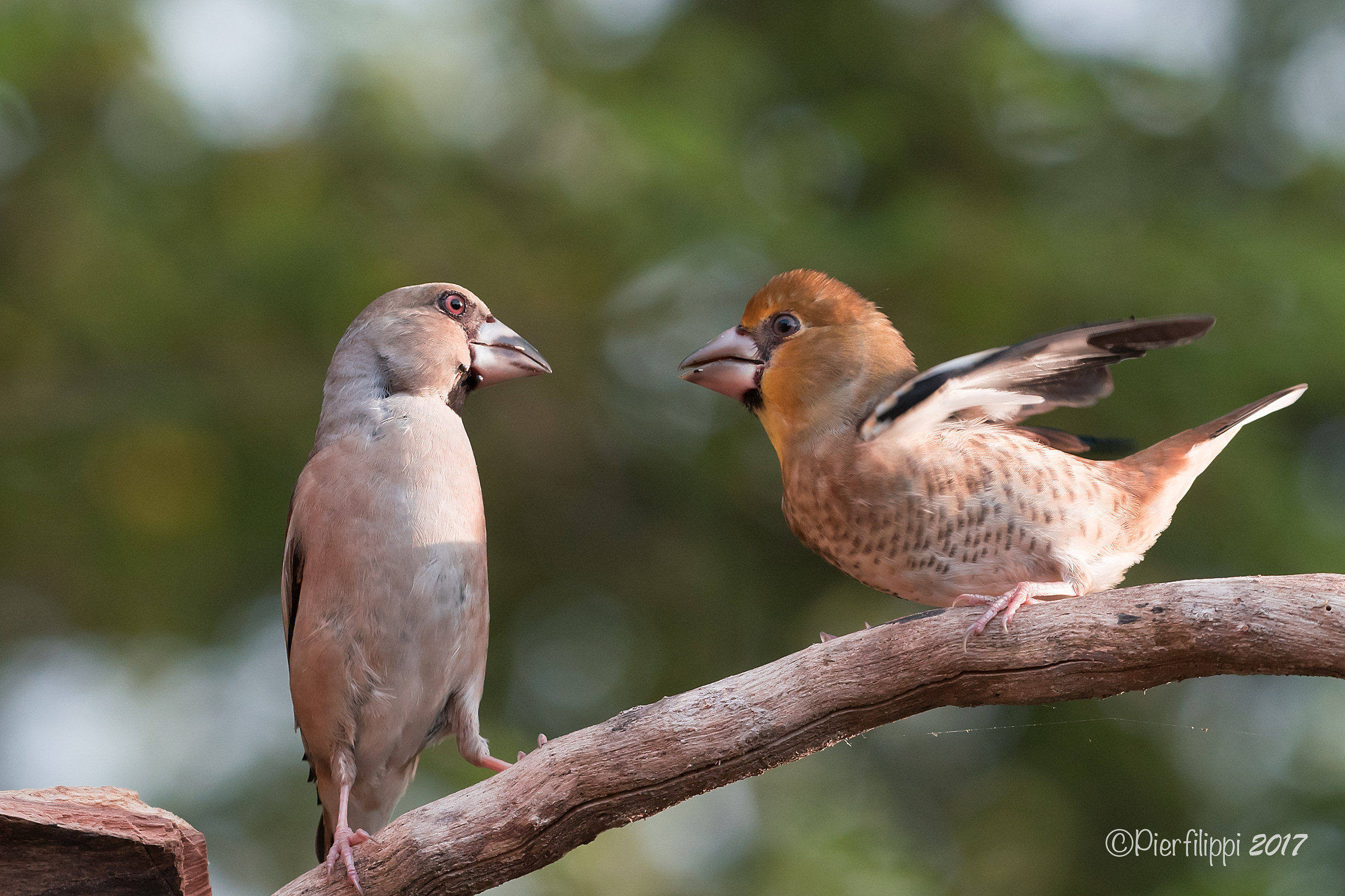 "quanto sei bello figlio mio"