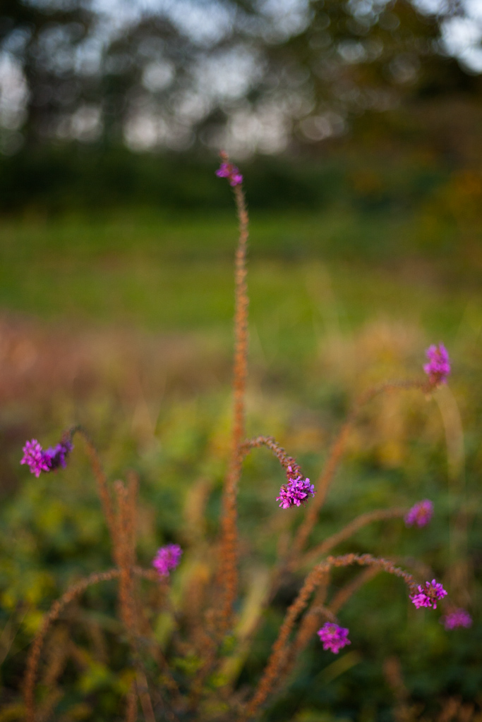 Flowers fireworks