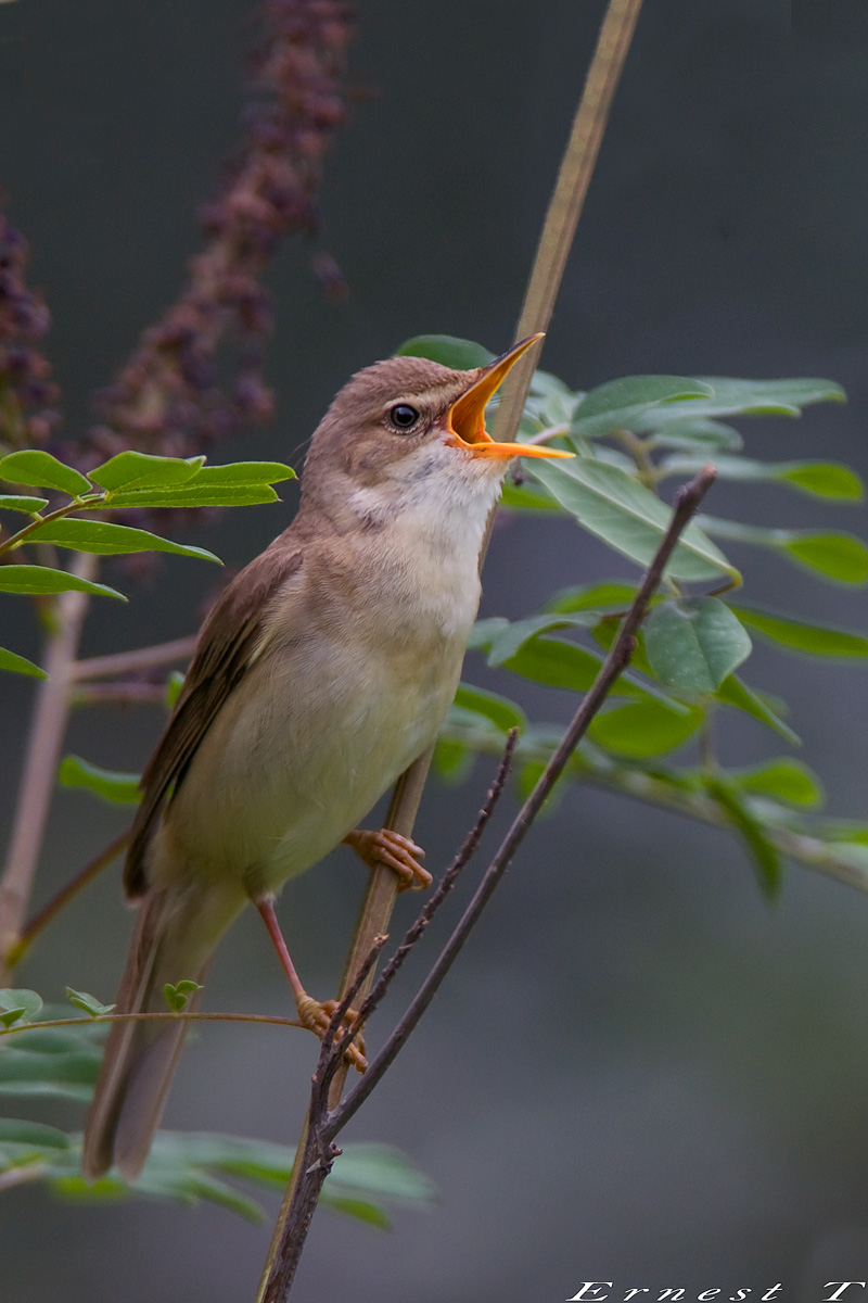 Il canto della Verdognola