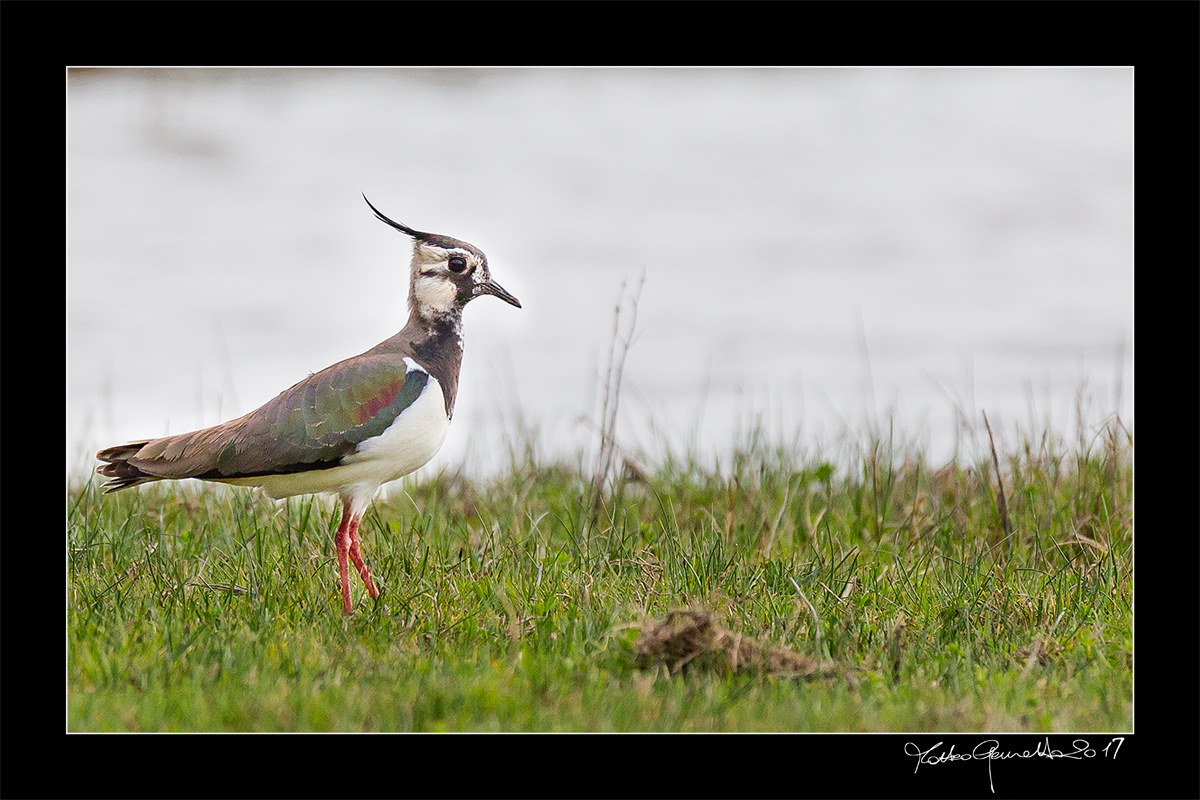 Profile from pavoncella
