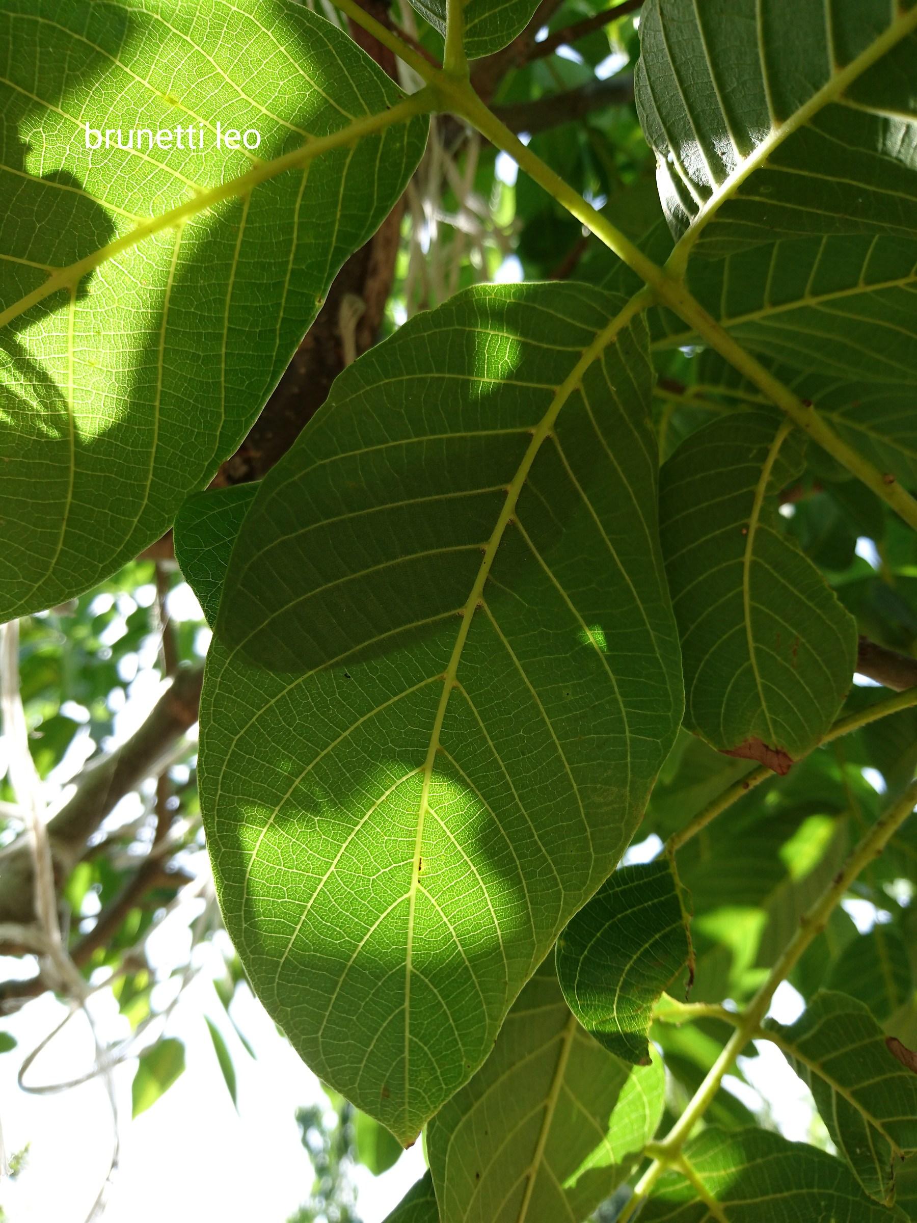 Walnut leaves