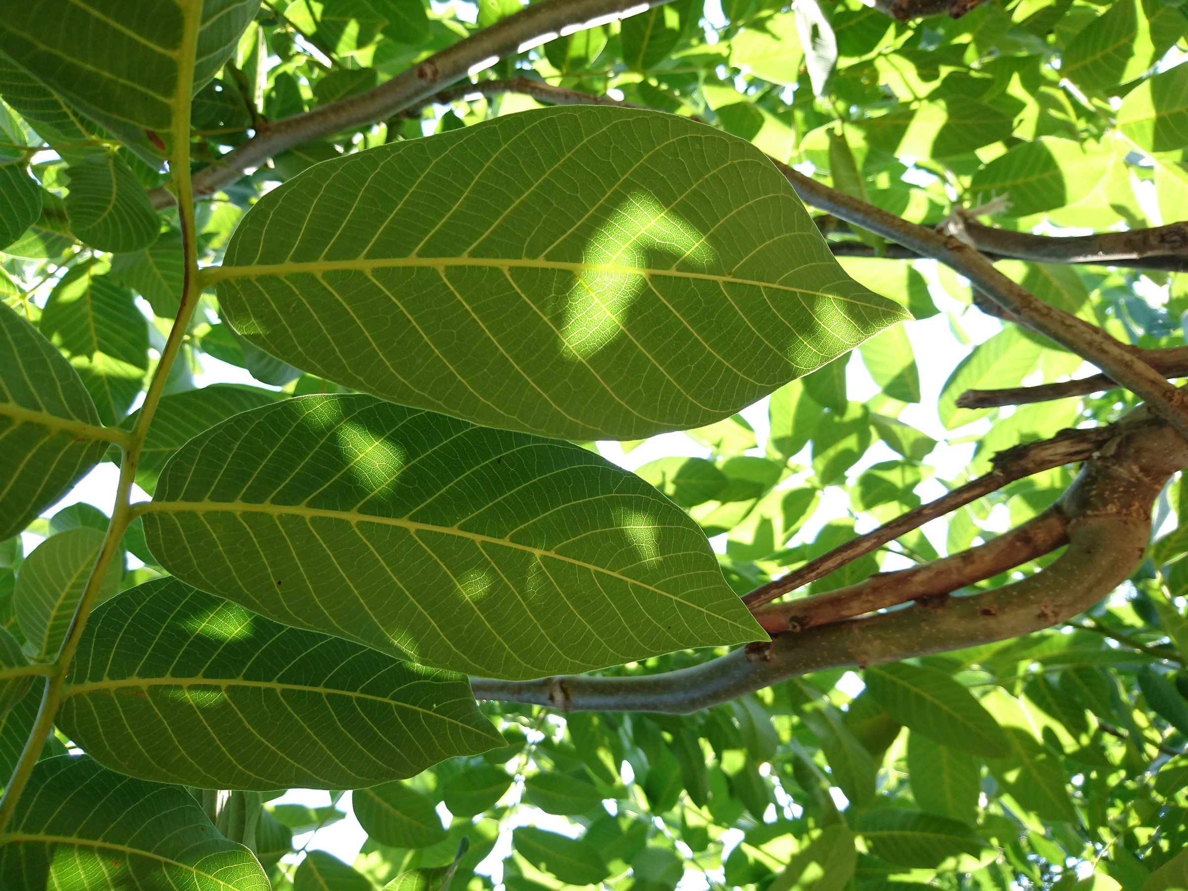 Walnut leaves
