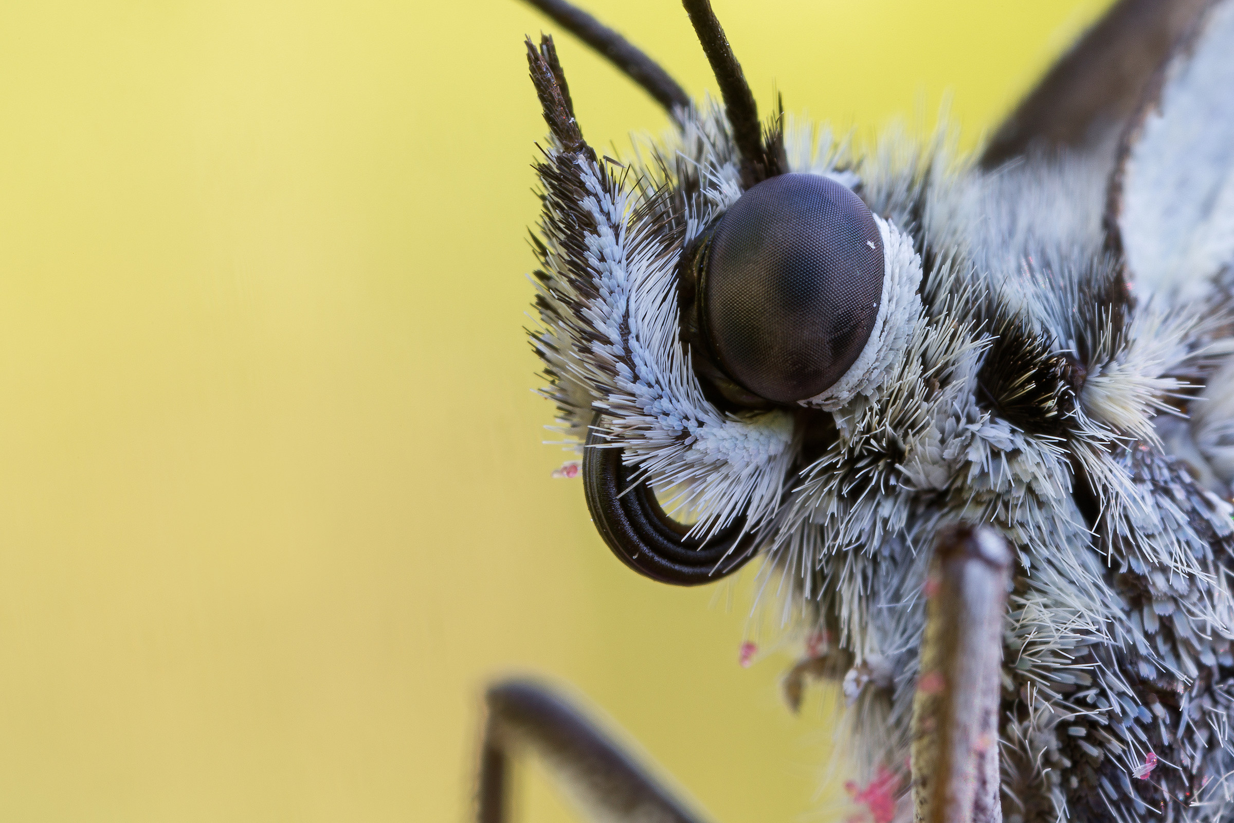 Melanargia galathea