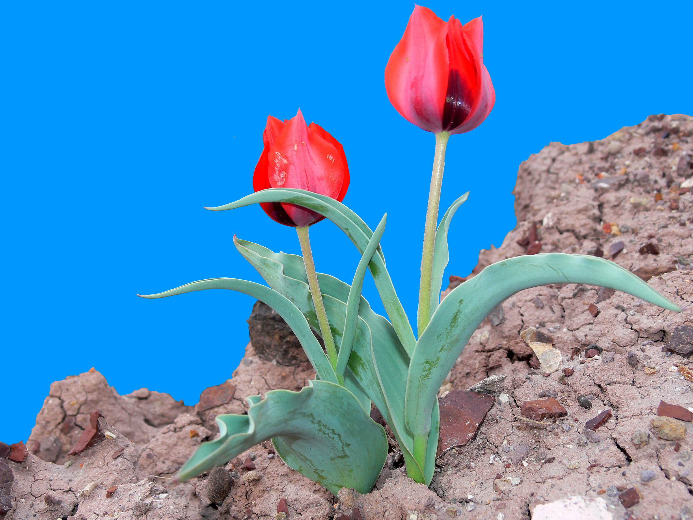 Tulipa