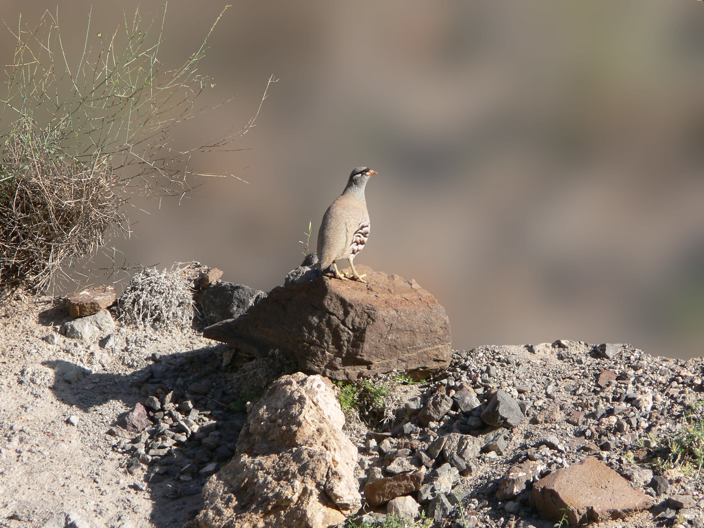 Ammoperdix griseogulari