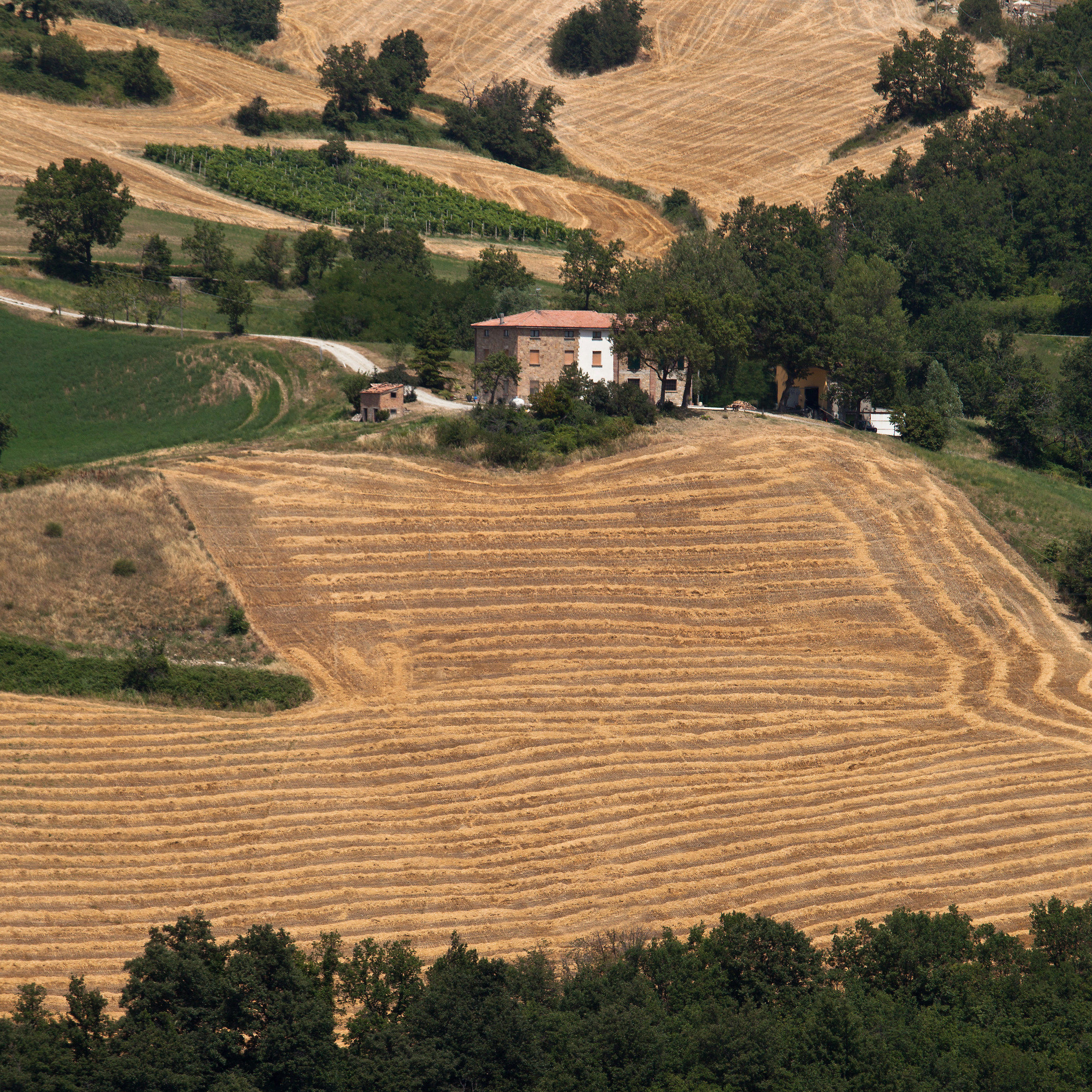 trebbiatura in collina