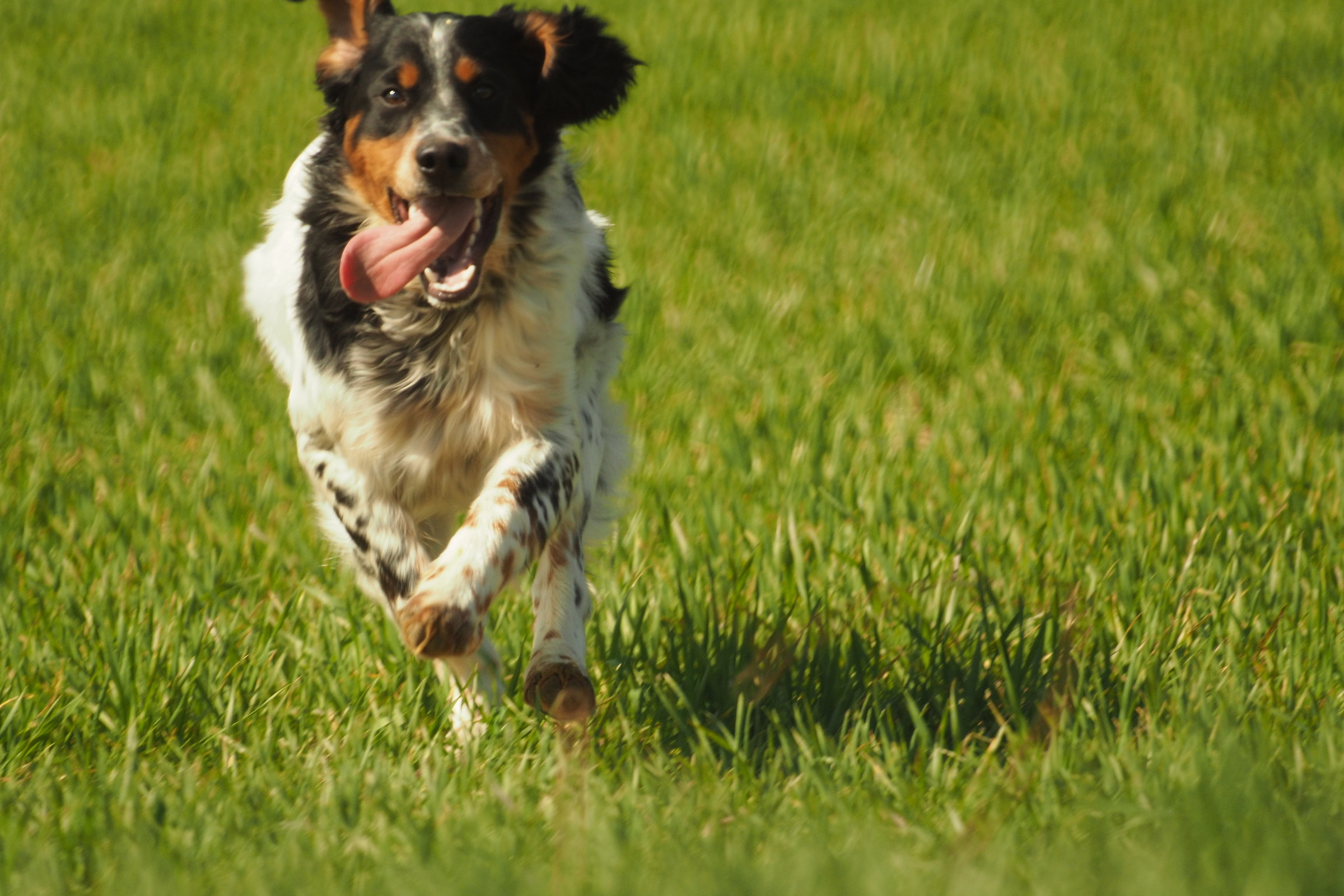 Setter with Tokina RMC 500mm f. 8