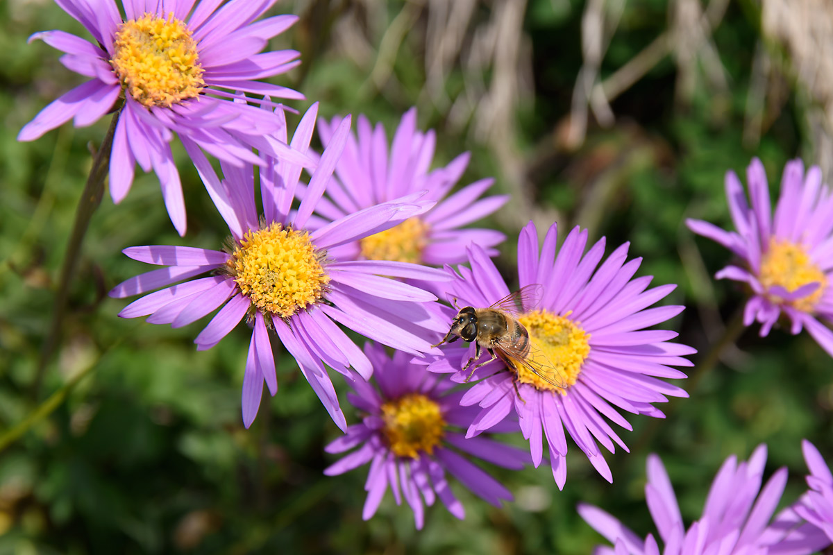 Aster alpinus