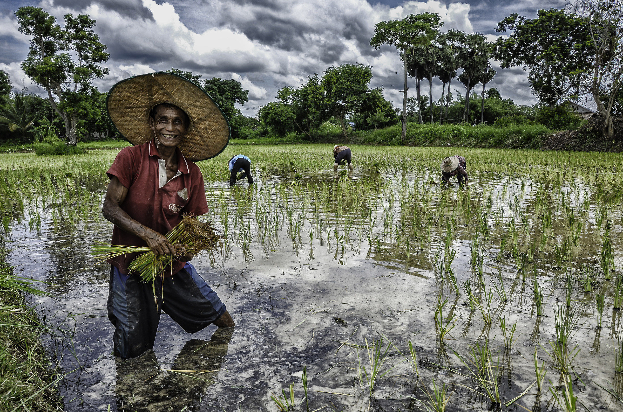 Smile rice farm