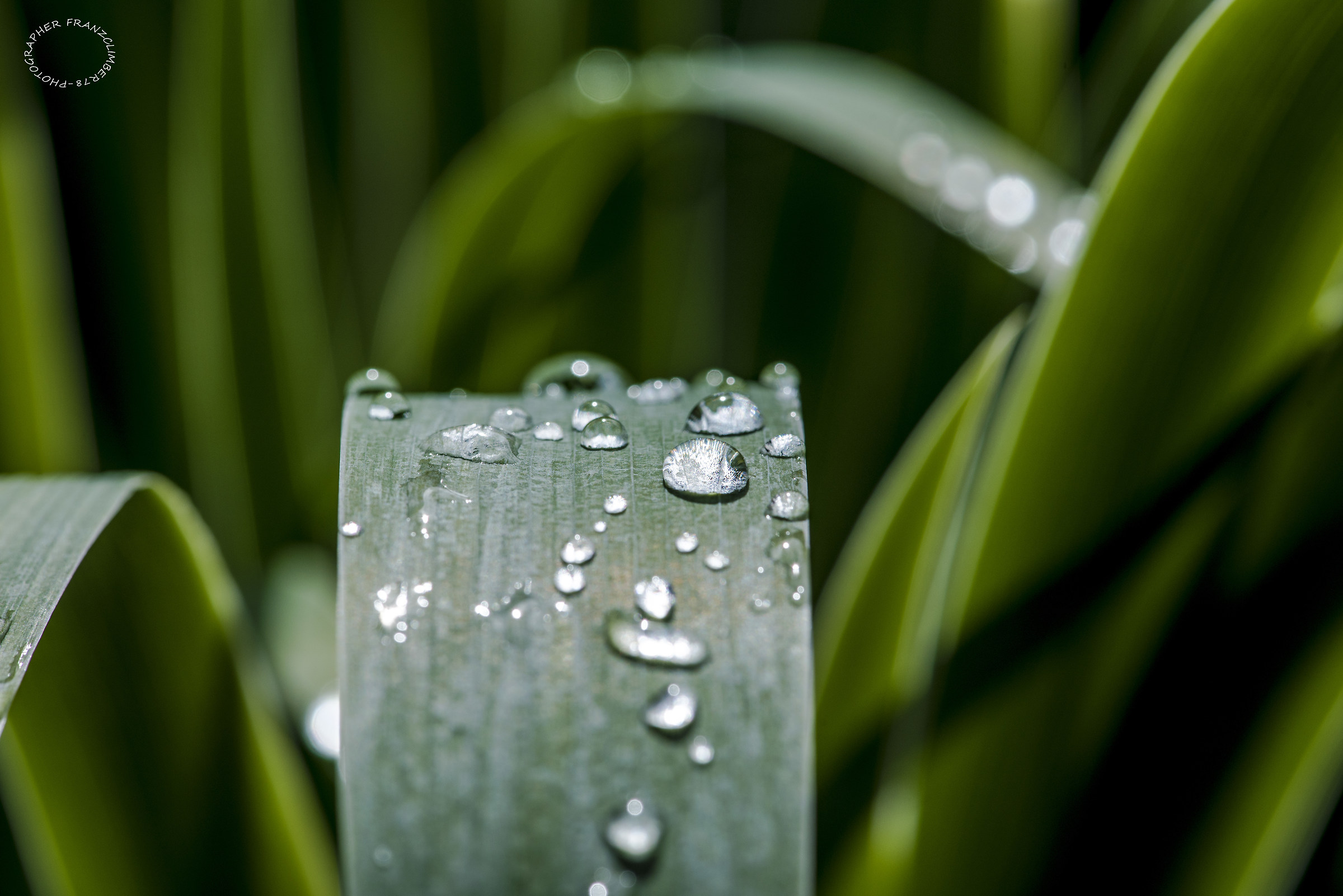 Ogni goccia d'acqua bagna e nutre ogni filo d'erba.
