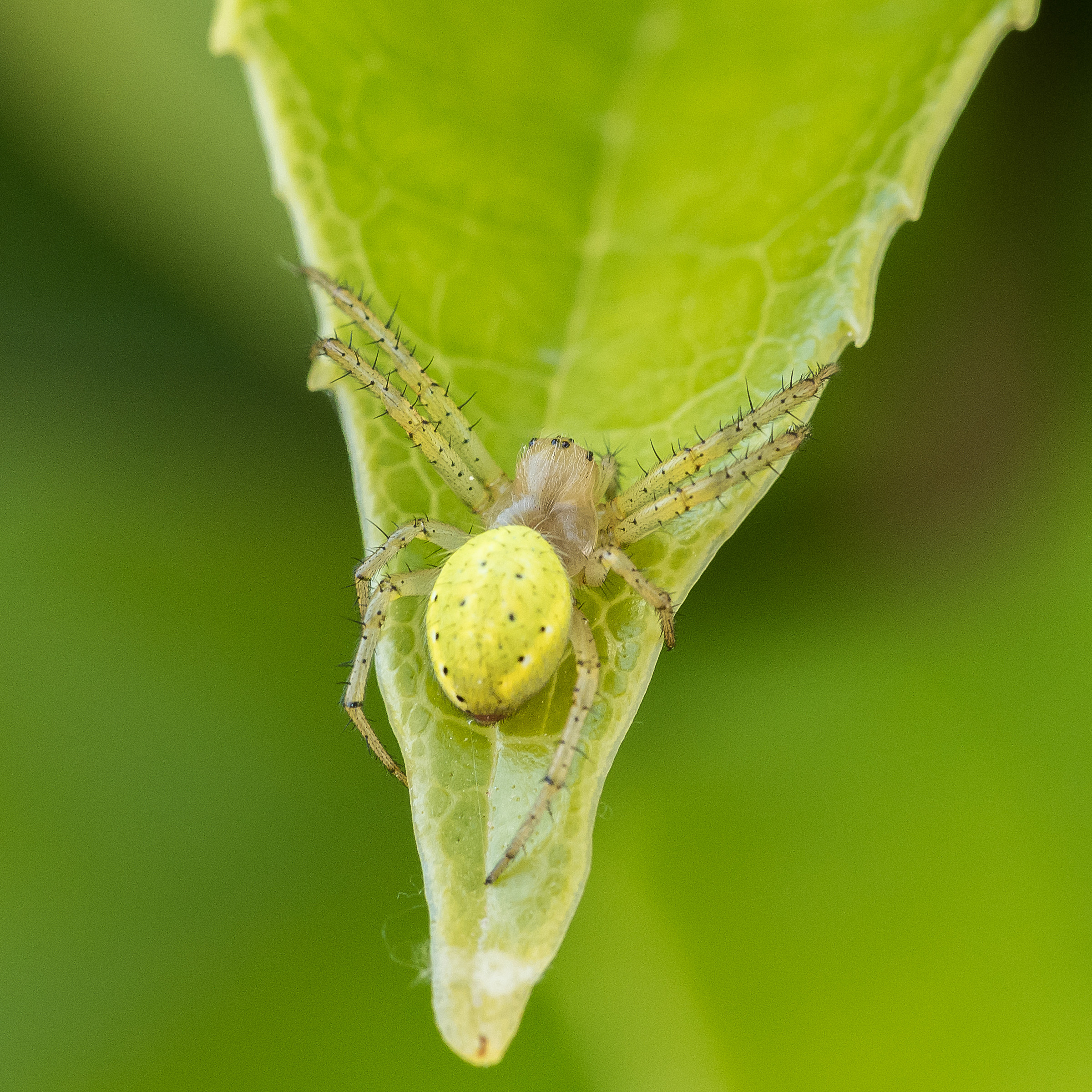 Abitanti...del giardino di casa.