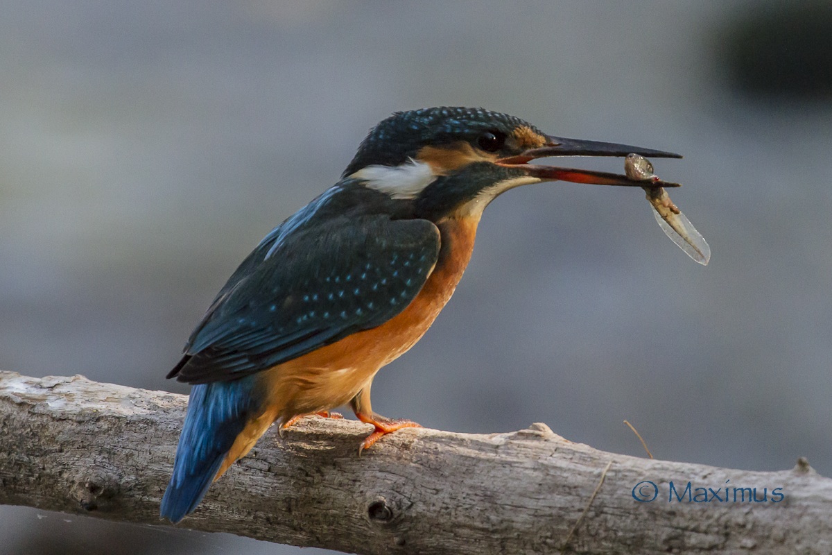 .. la Martina vegetarina.. ci ha ripensato..
