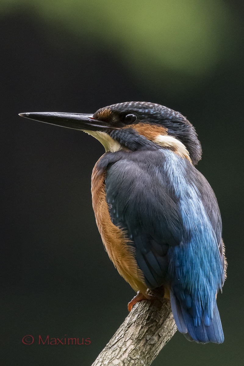 .. nei suoi occhi il mio capanno..