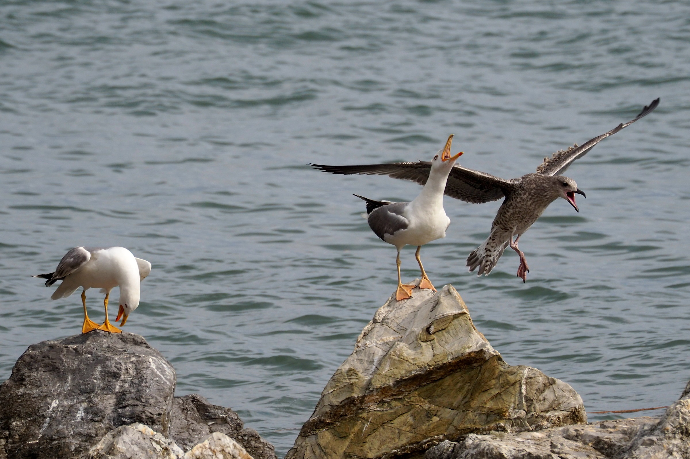 Esibizione de "Il volo"