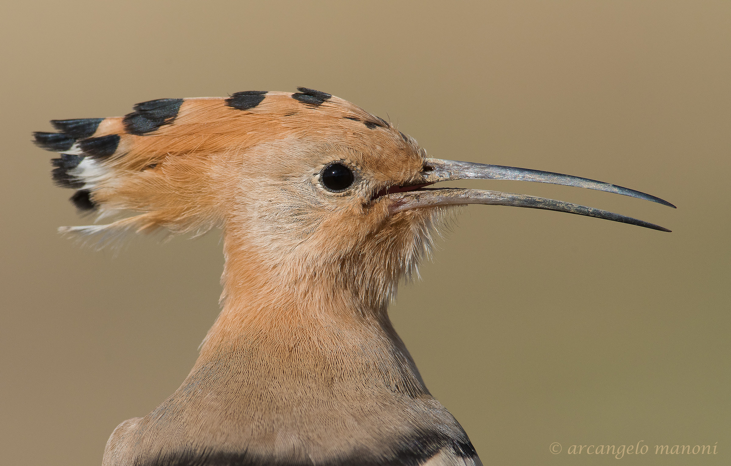 Ritratto in ''tono su tono''