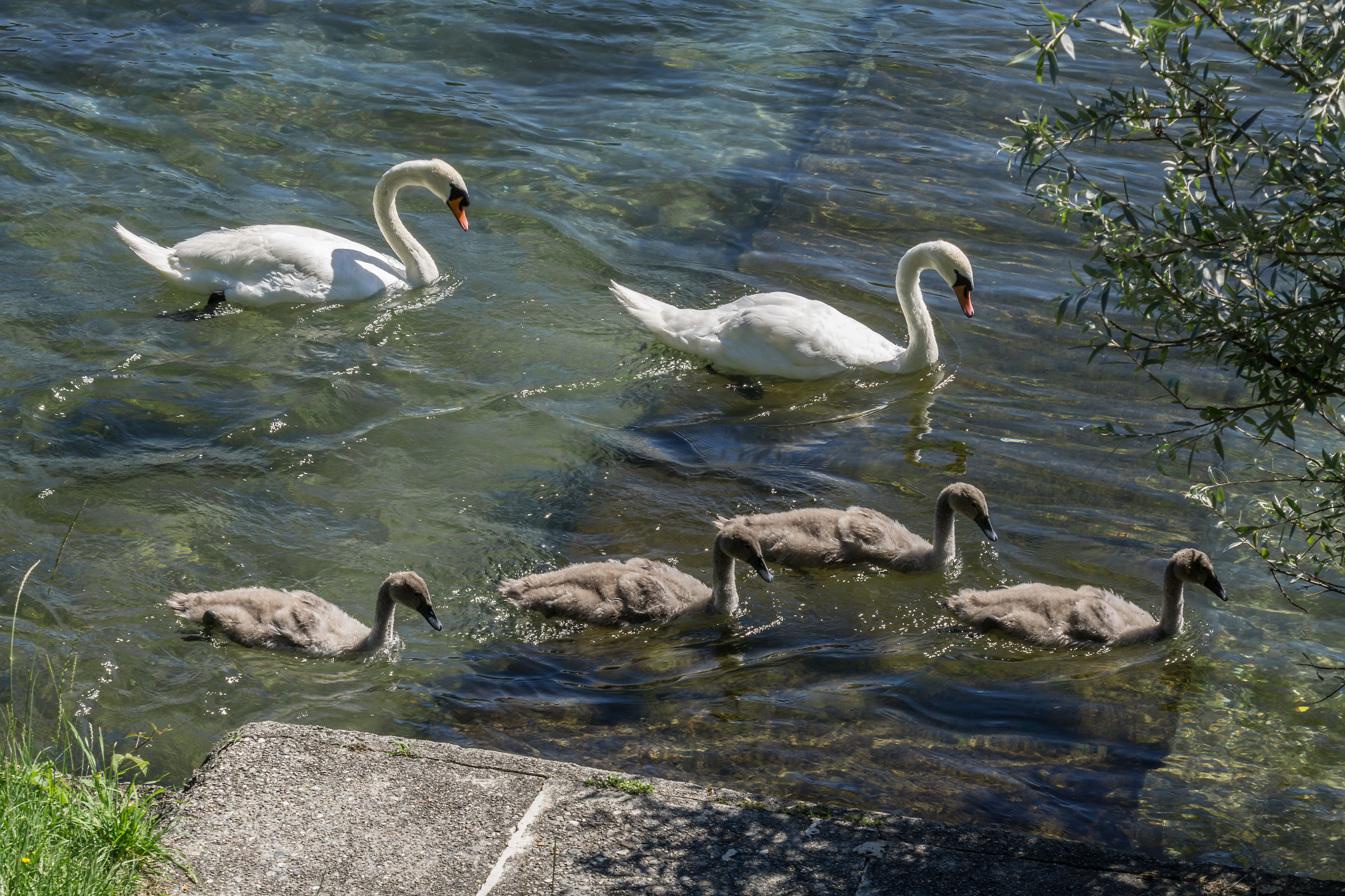 Famiglia di cigni all'inizio di luglio