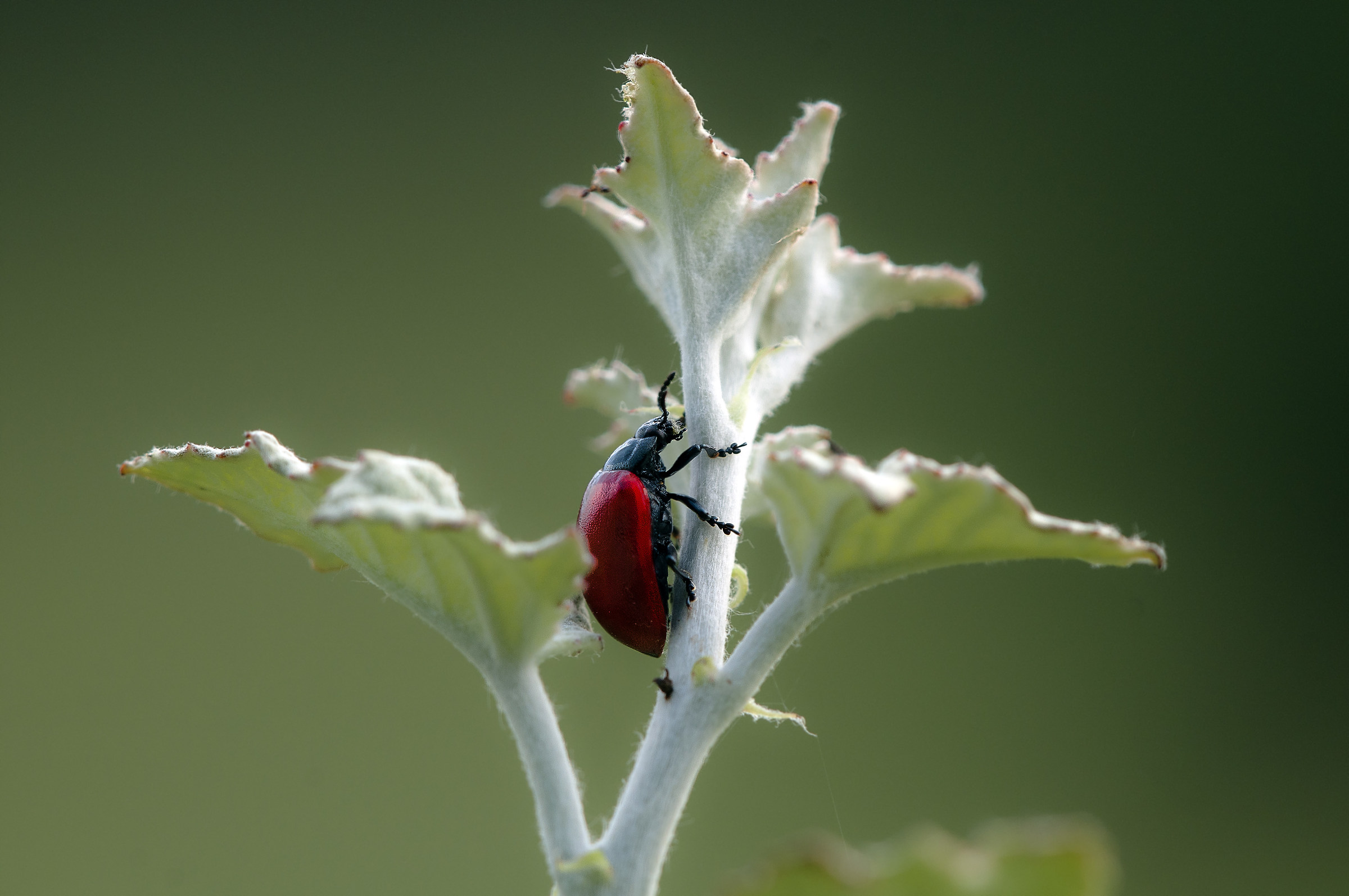 Poplar Crisomela (Chrysomela populi)