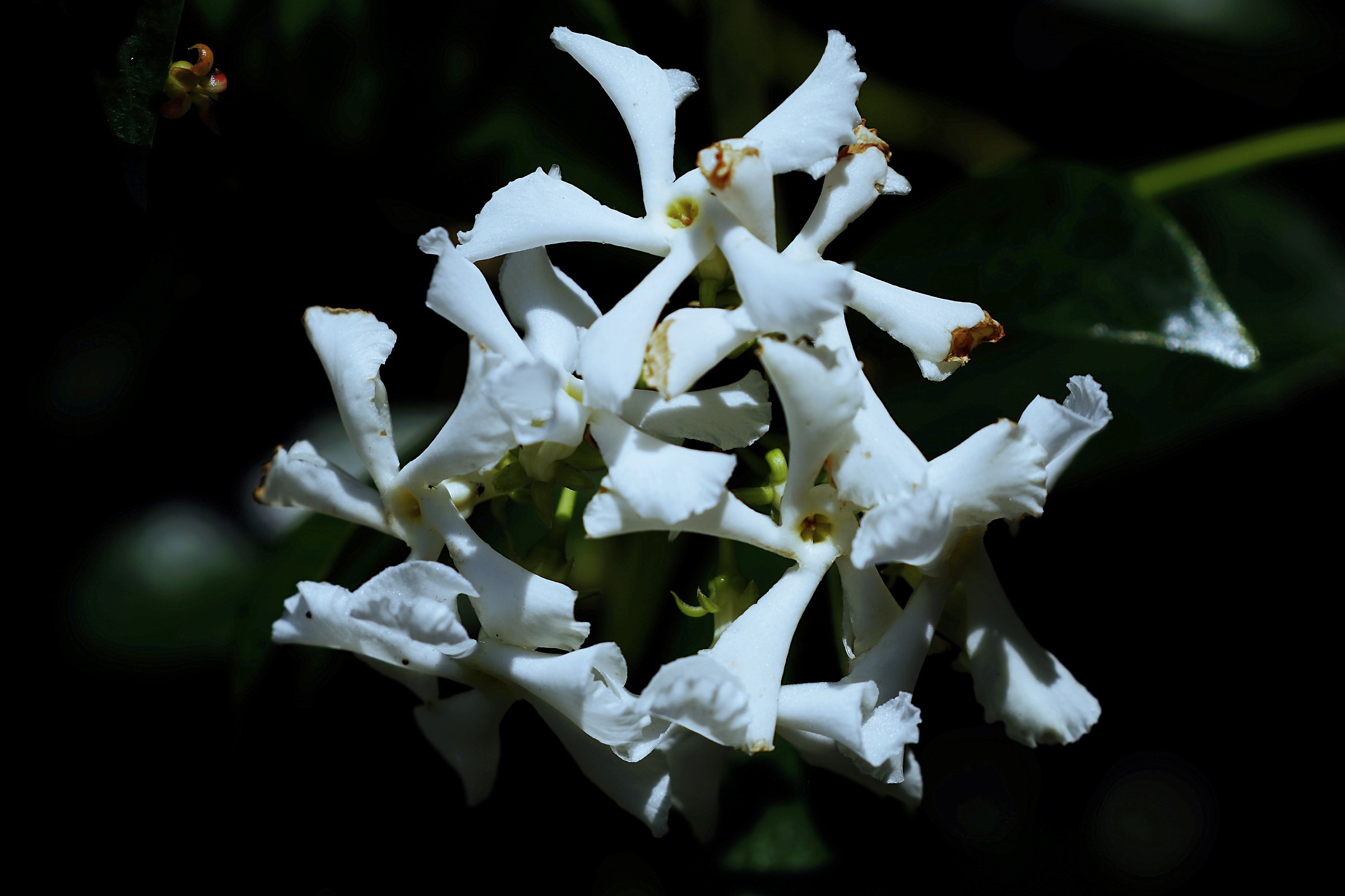 Moonlit jasmine