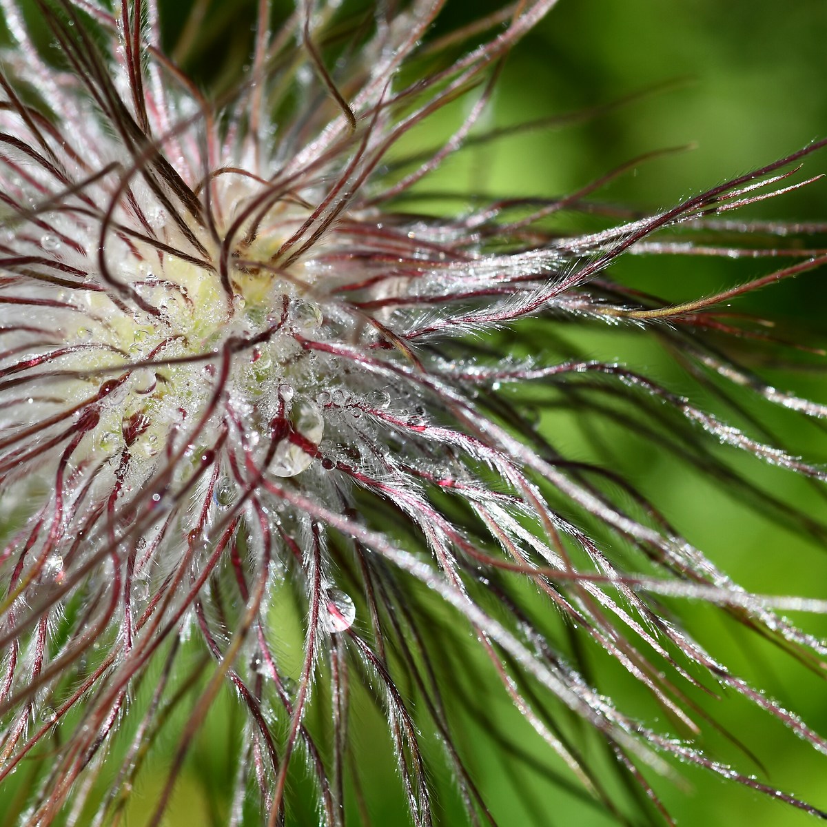 Flower with dew
