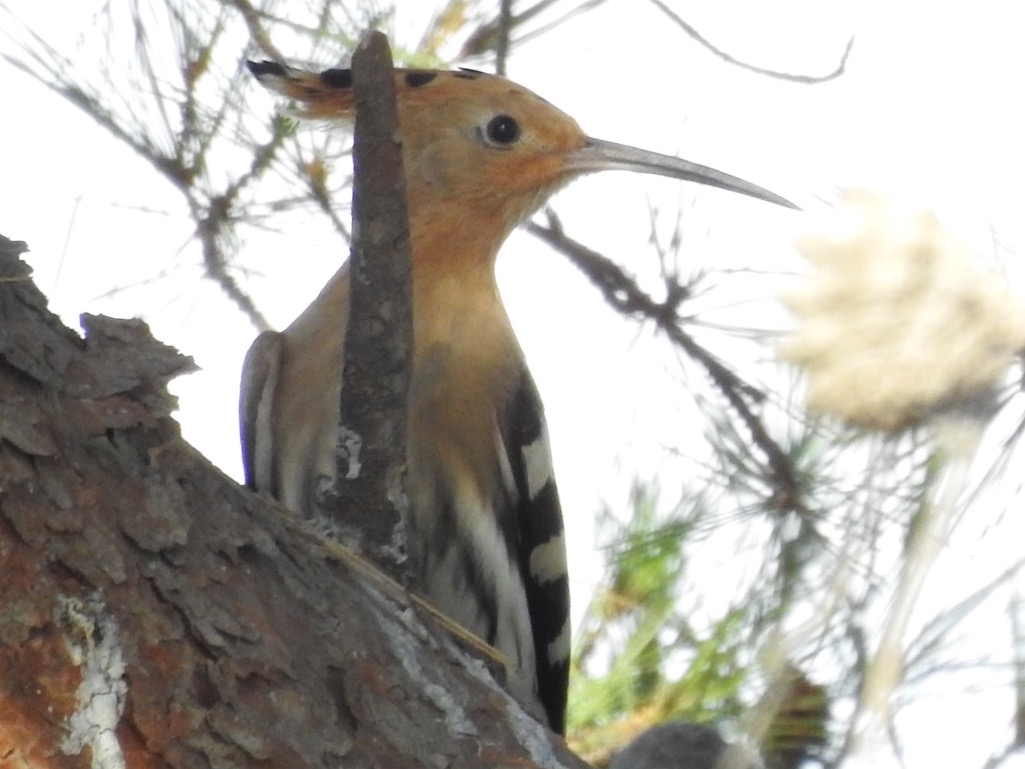 Hoopoe