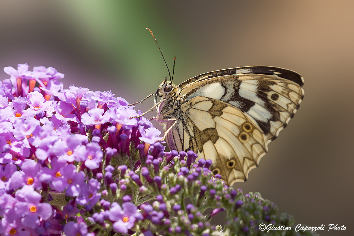Melanargia galathea